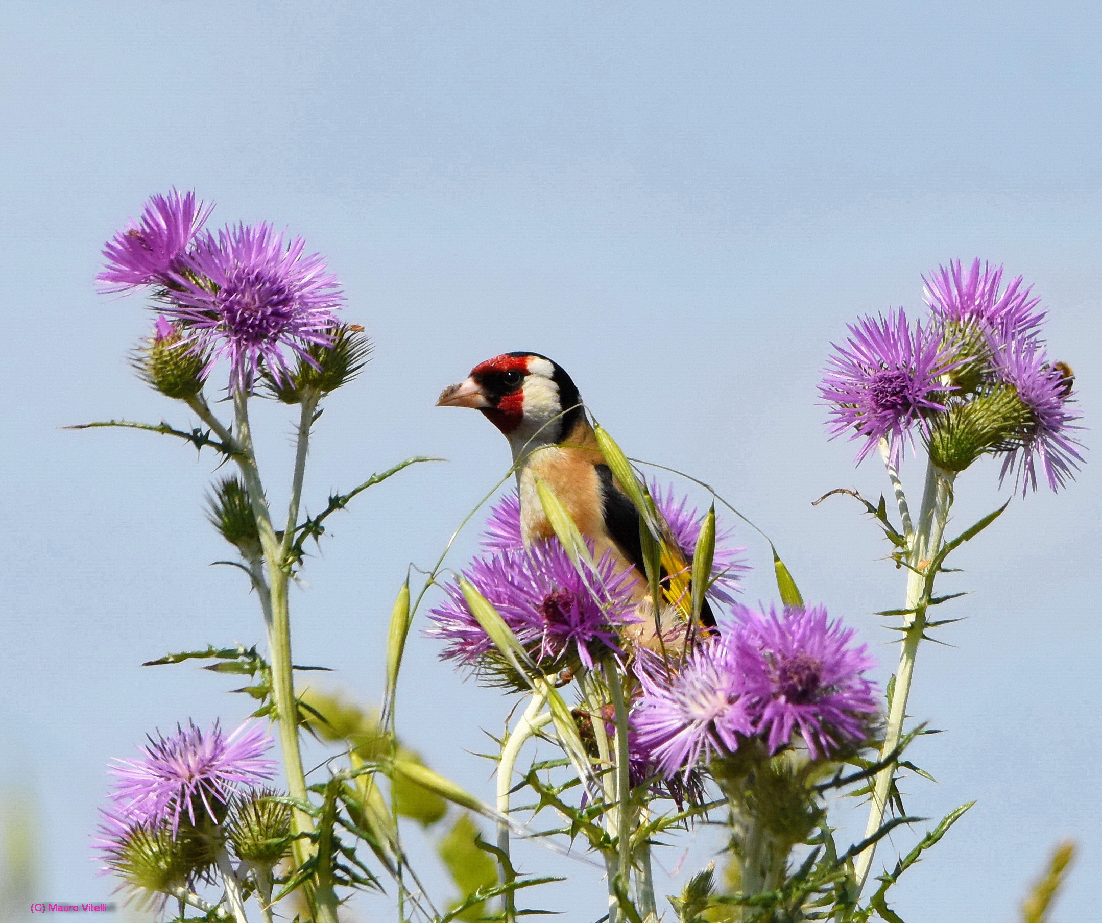 Goldfinch