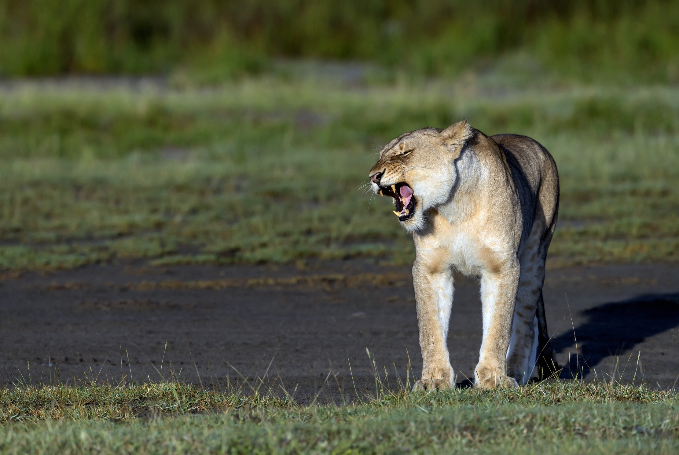Tanzania 2016 - Grrrr....