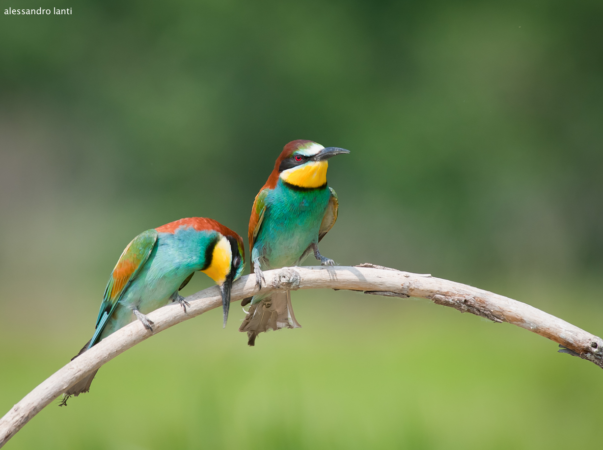 bee-eaters
