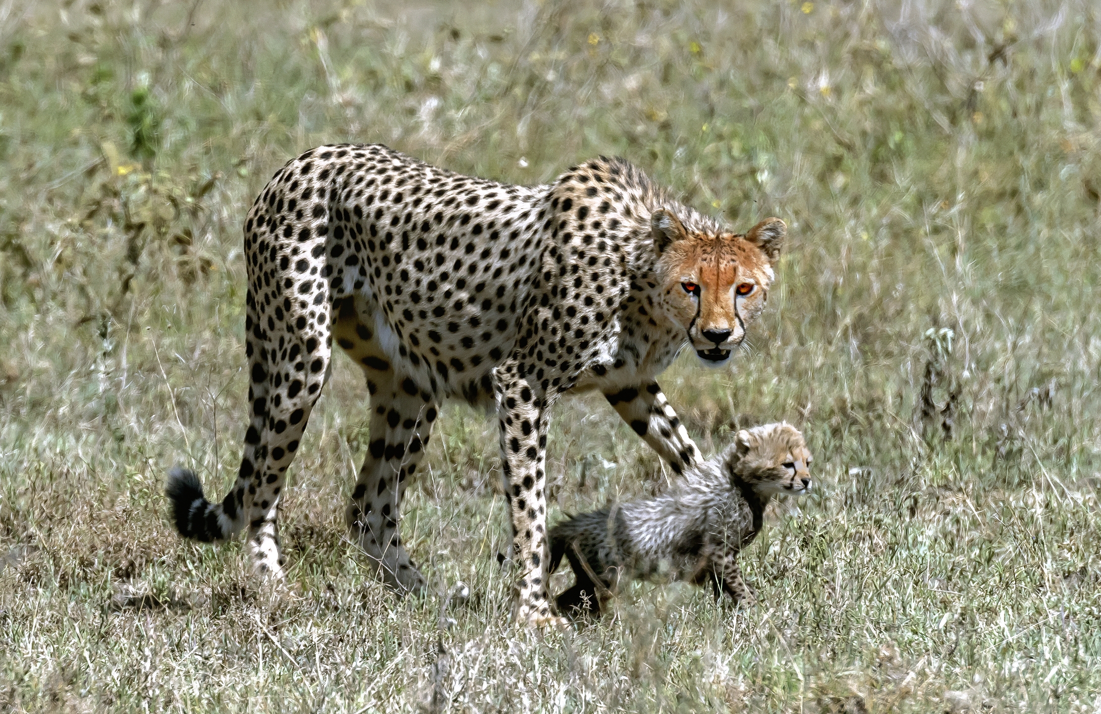 Tanzania 2016 - Nella savana