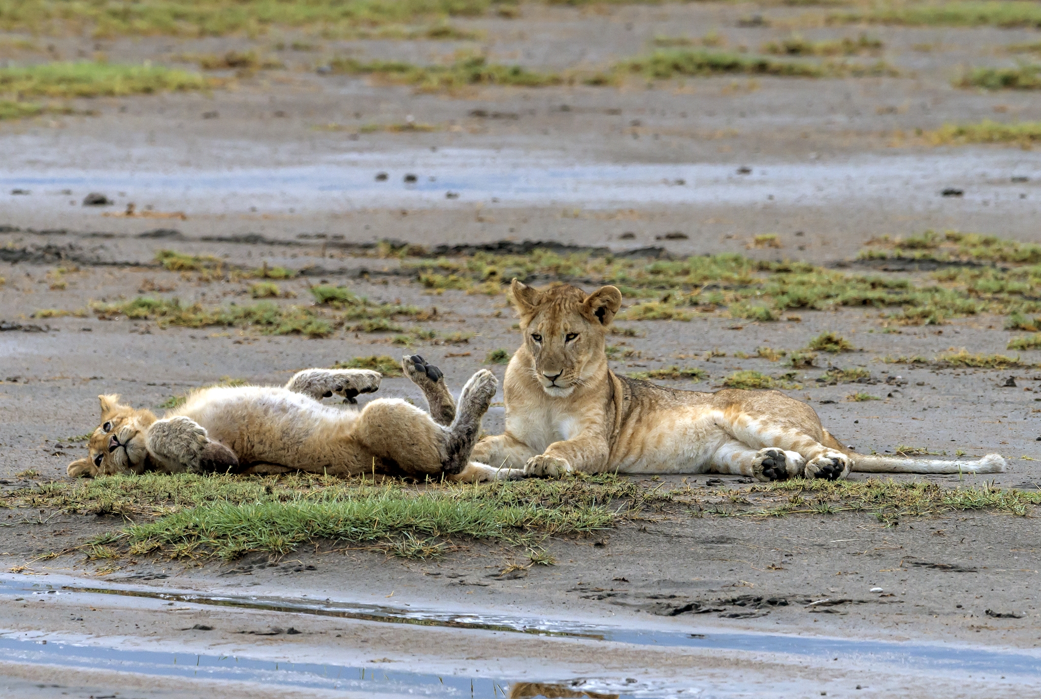 Tanzania 2016 - Cuccioli