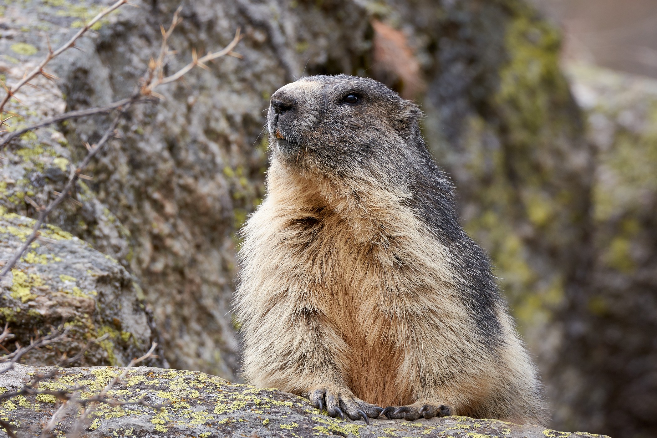 Marmotta