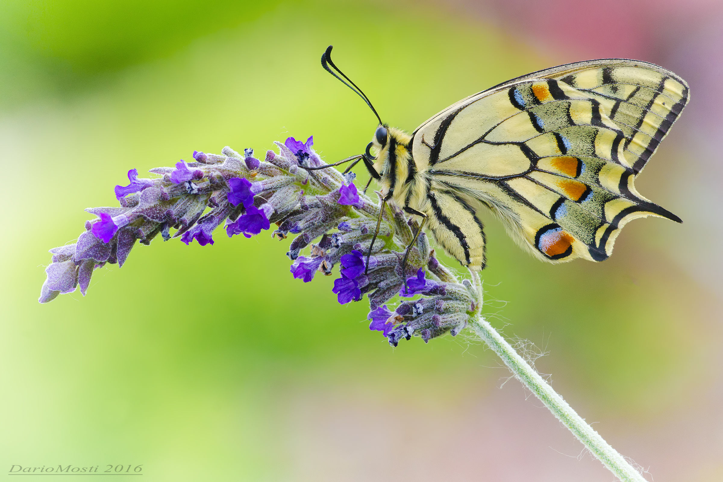 finalmente il Macaone