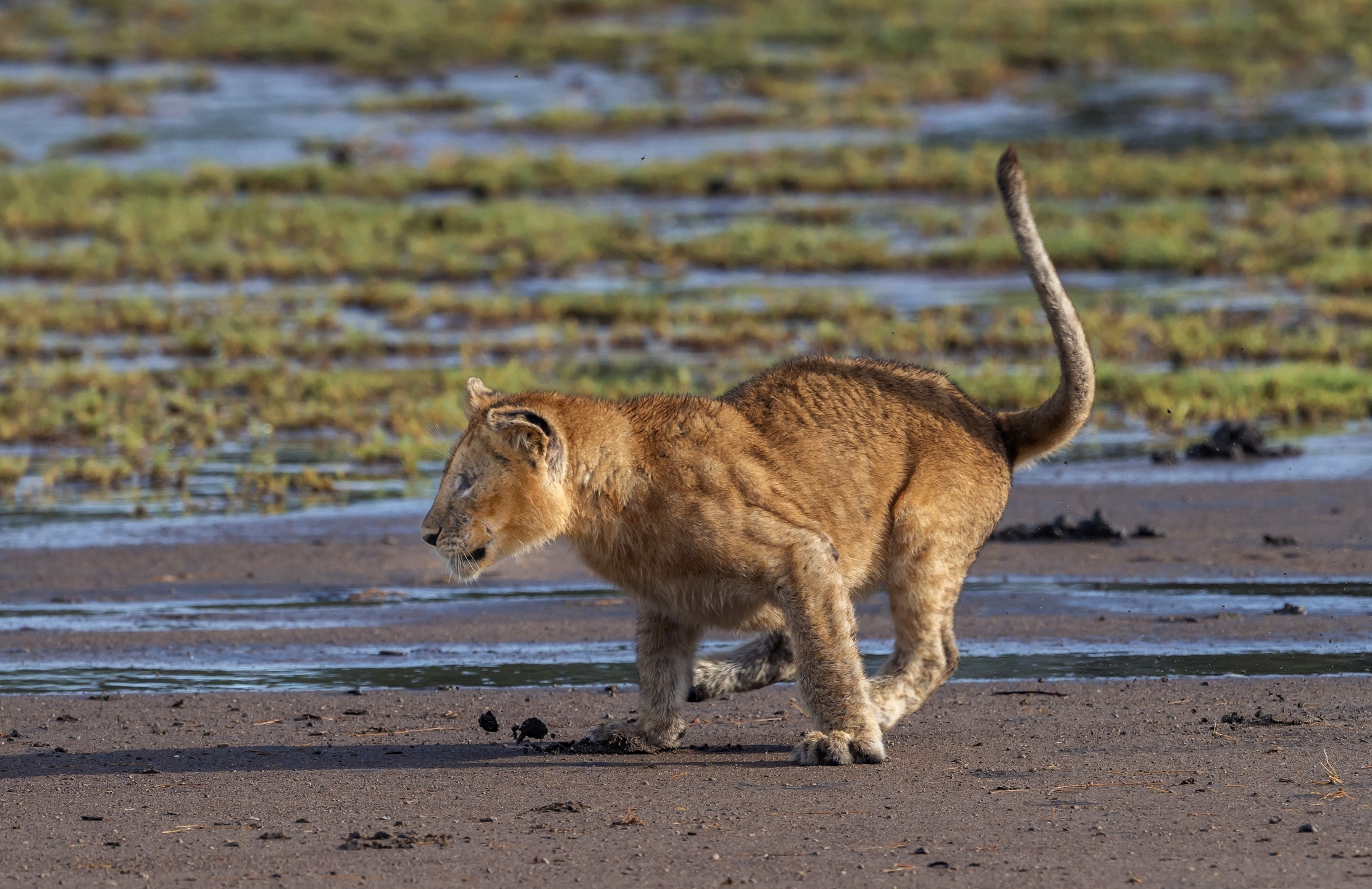 Tanzania 2016 - Cucciolo