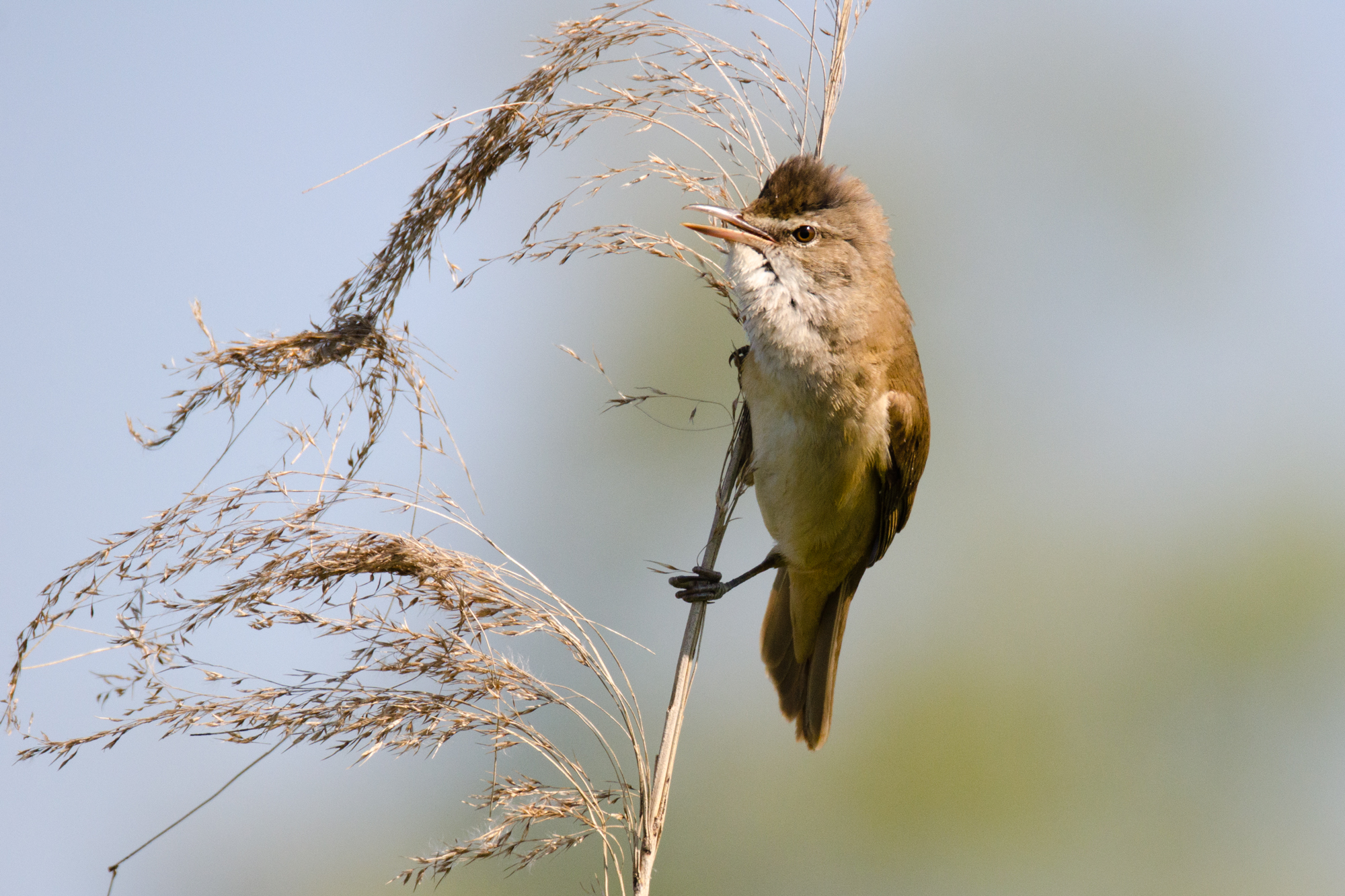 that azz .... want !!!!!!