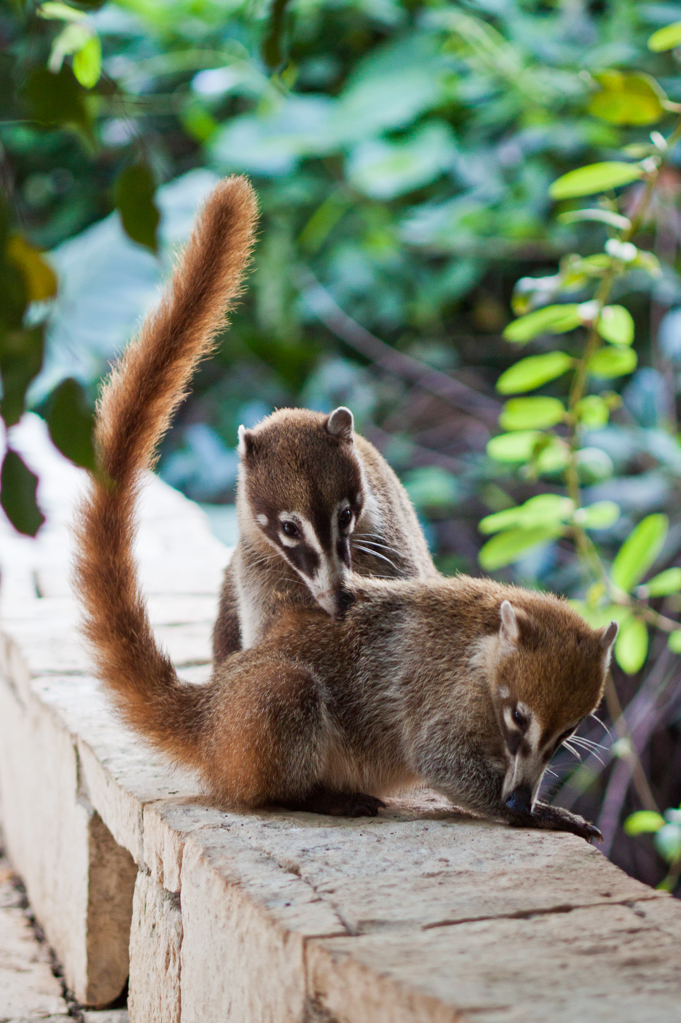 coati