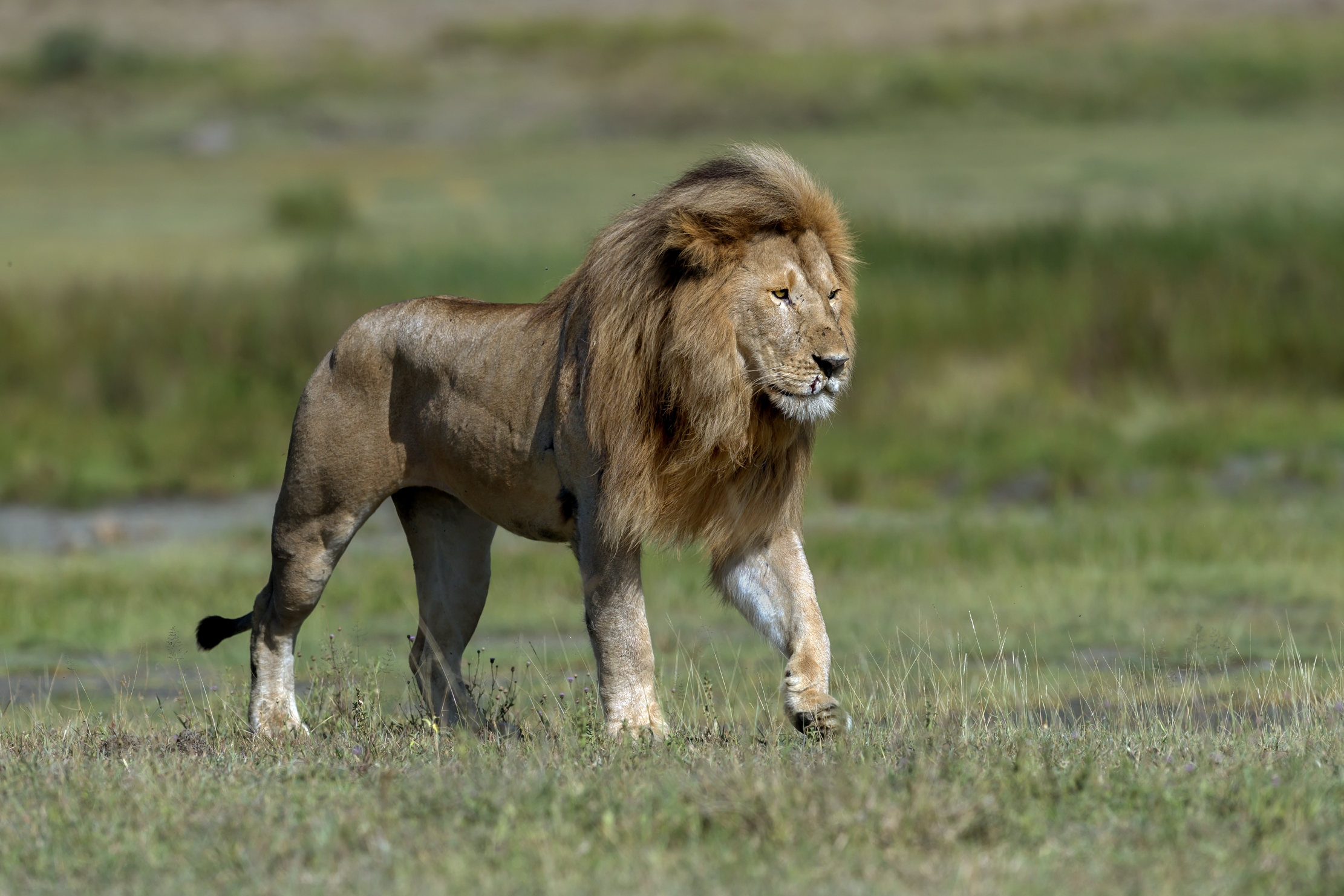 Tanzania 2016 - Lion