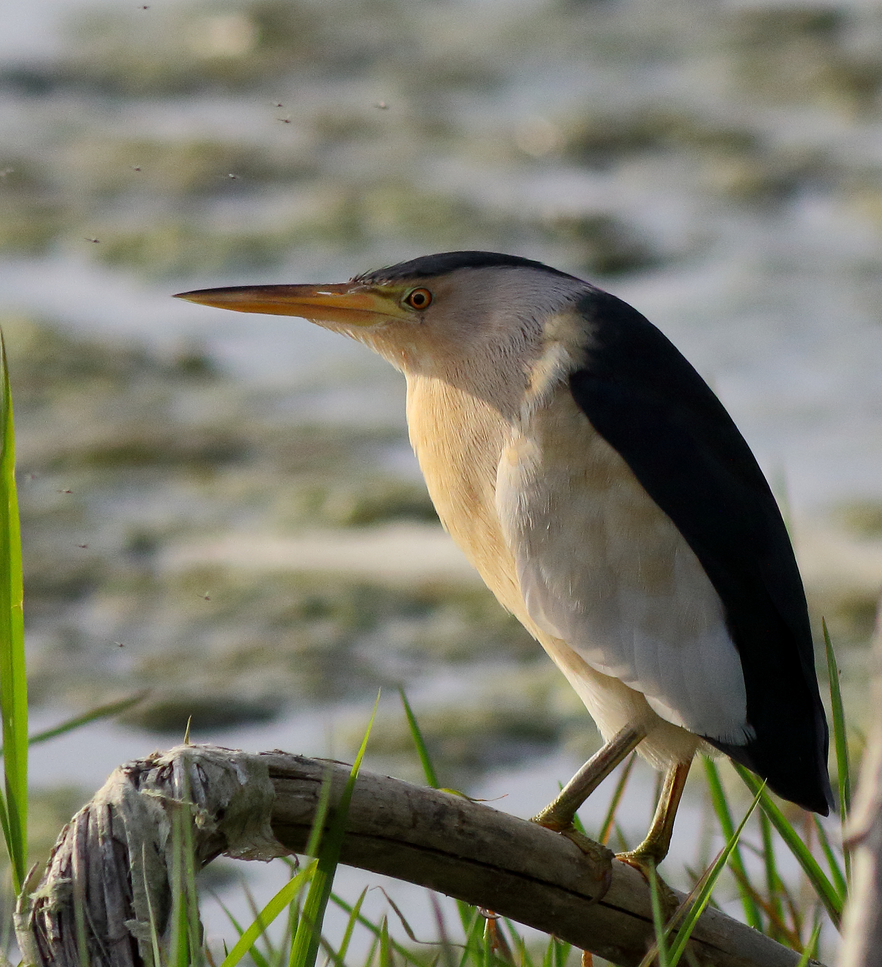 bittern