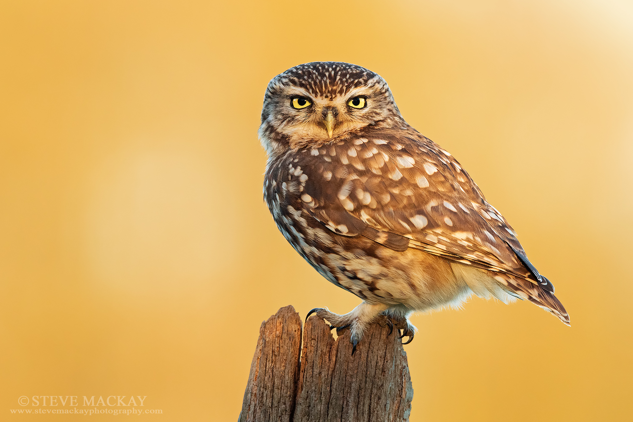 Little owl