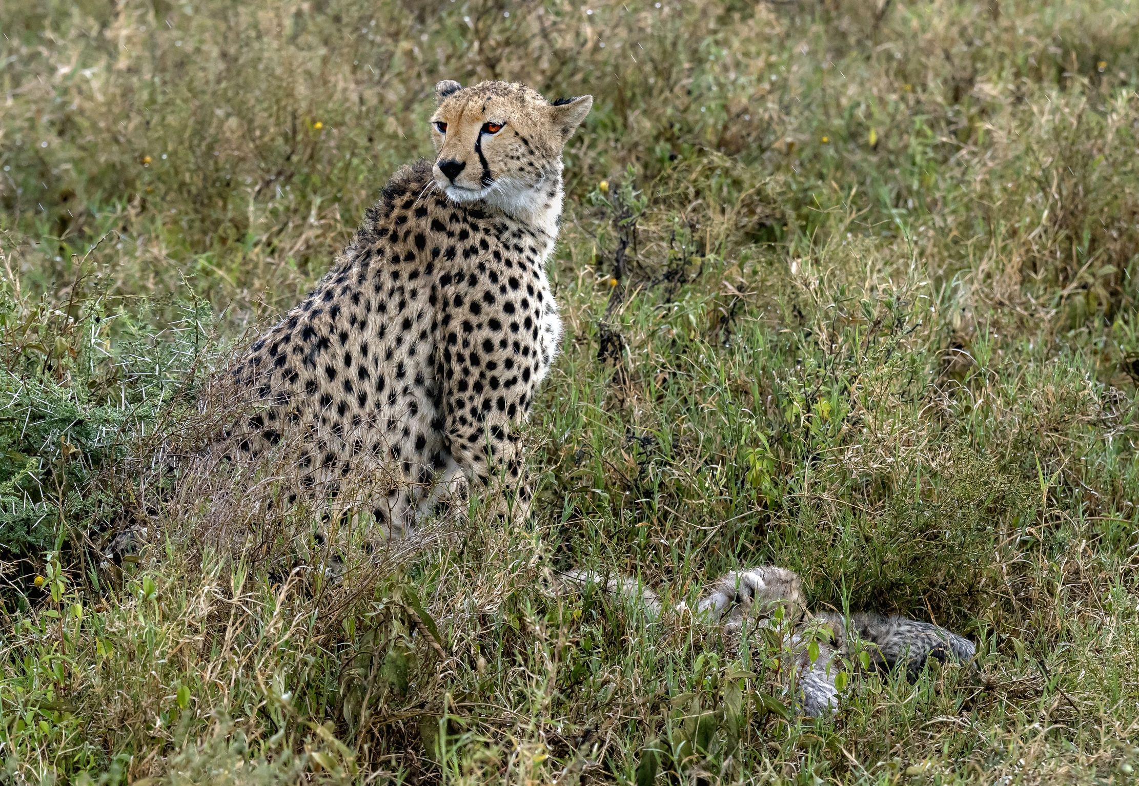 Tanzania 2016 - Nella savana