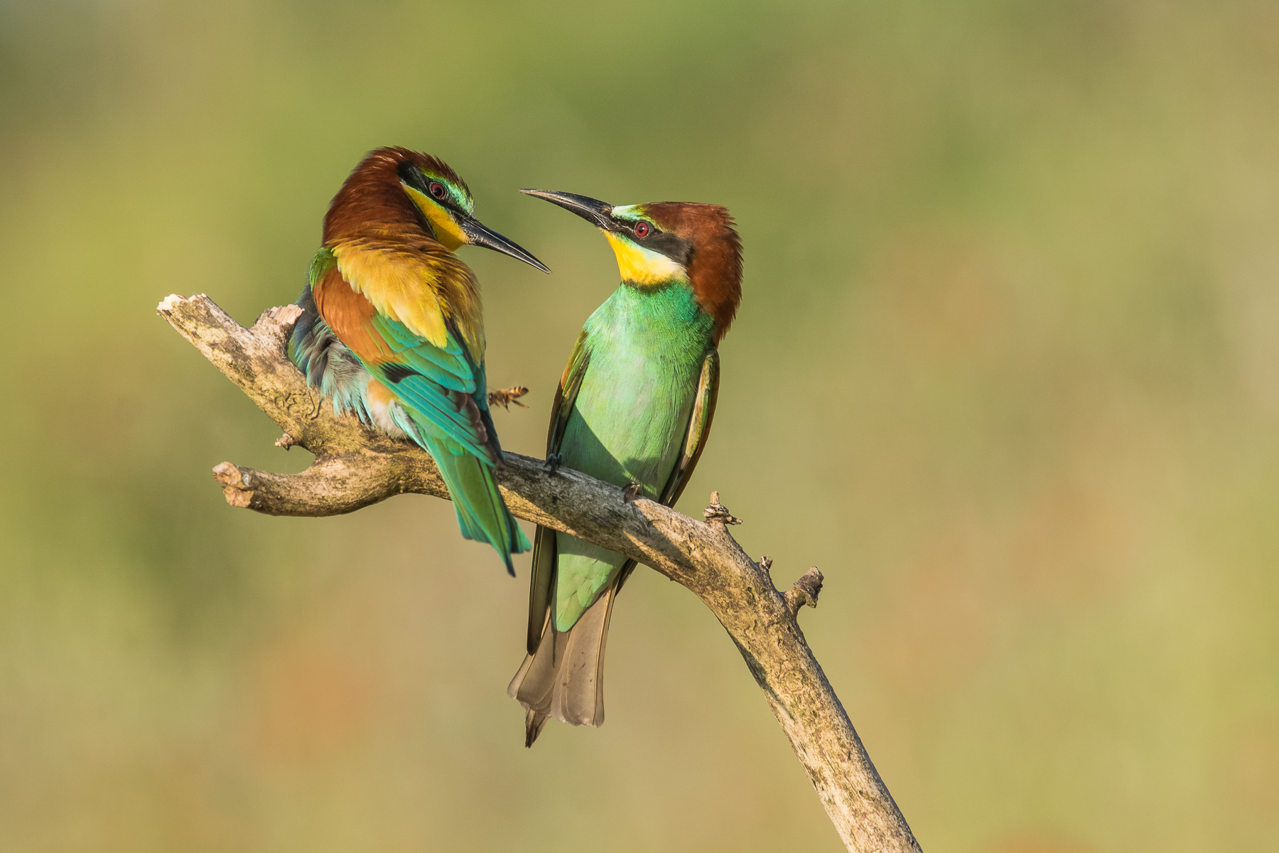 He is passing really a bee?