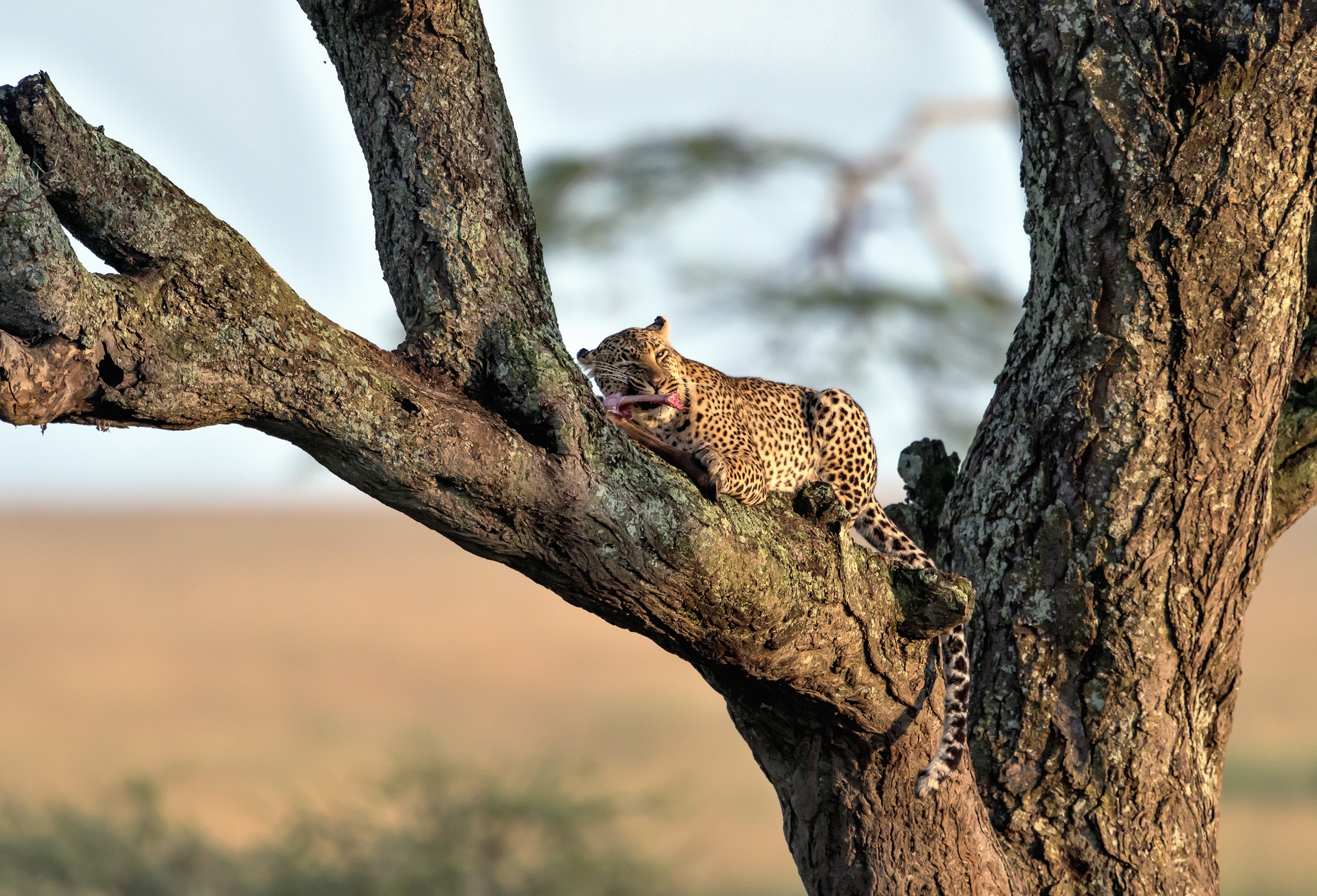 Tanzania 2016 - All'alba