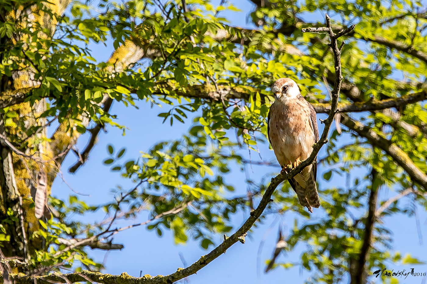 Falco cuculo femmina