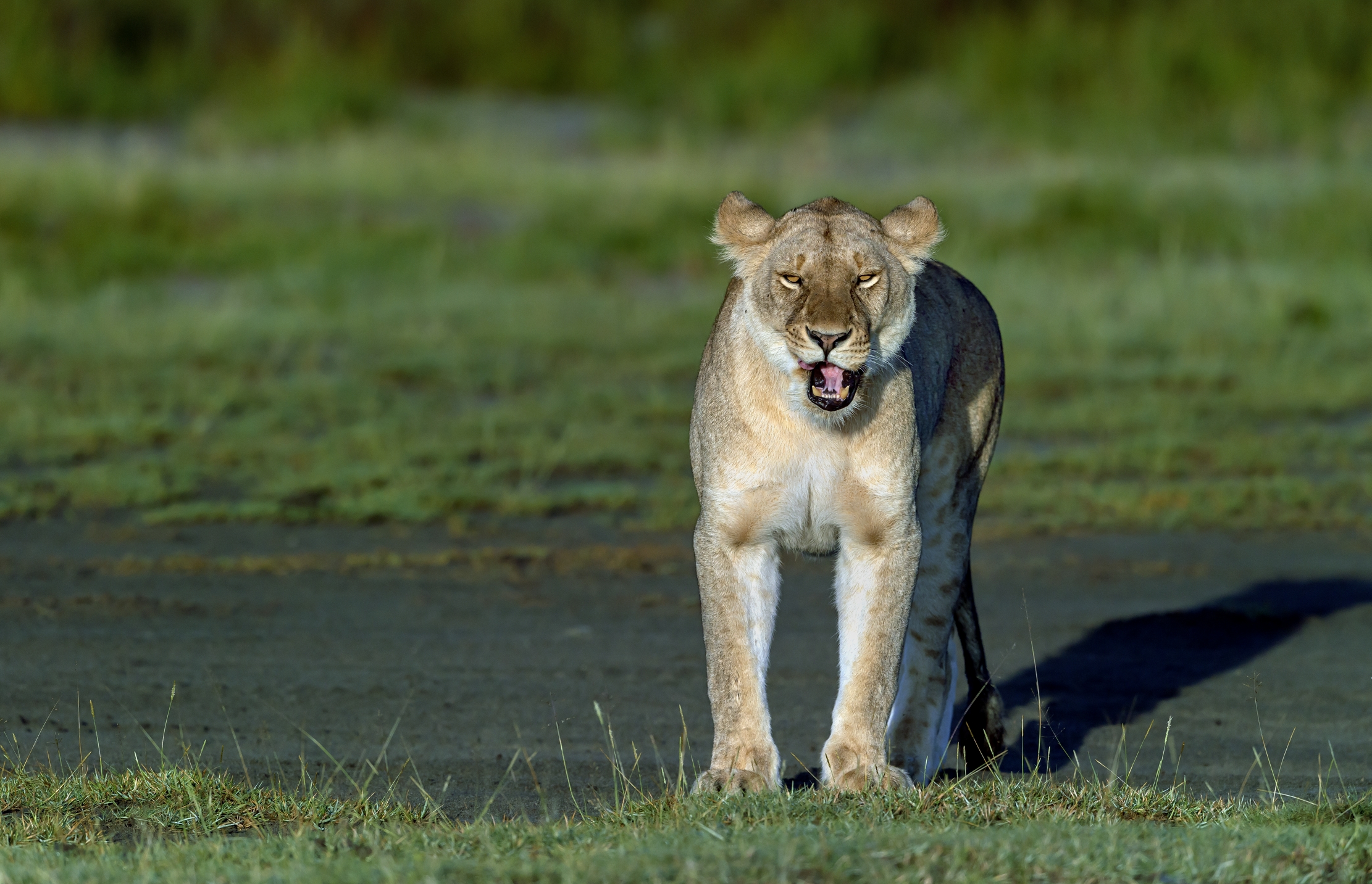 Tanzania 2016 - Uhumm..