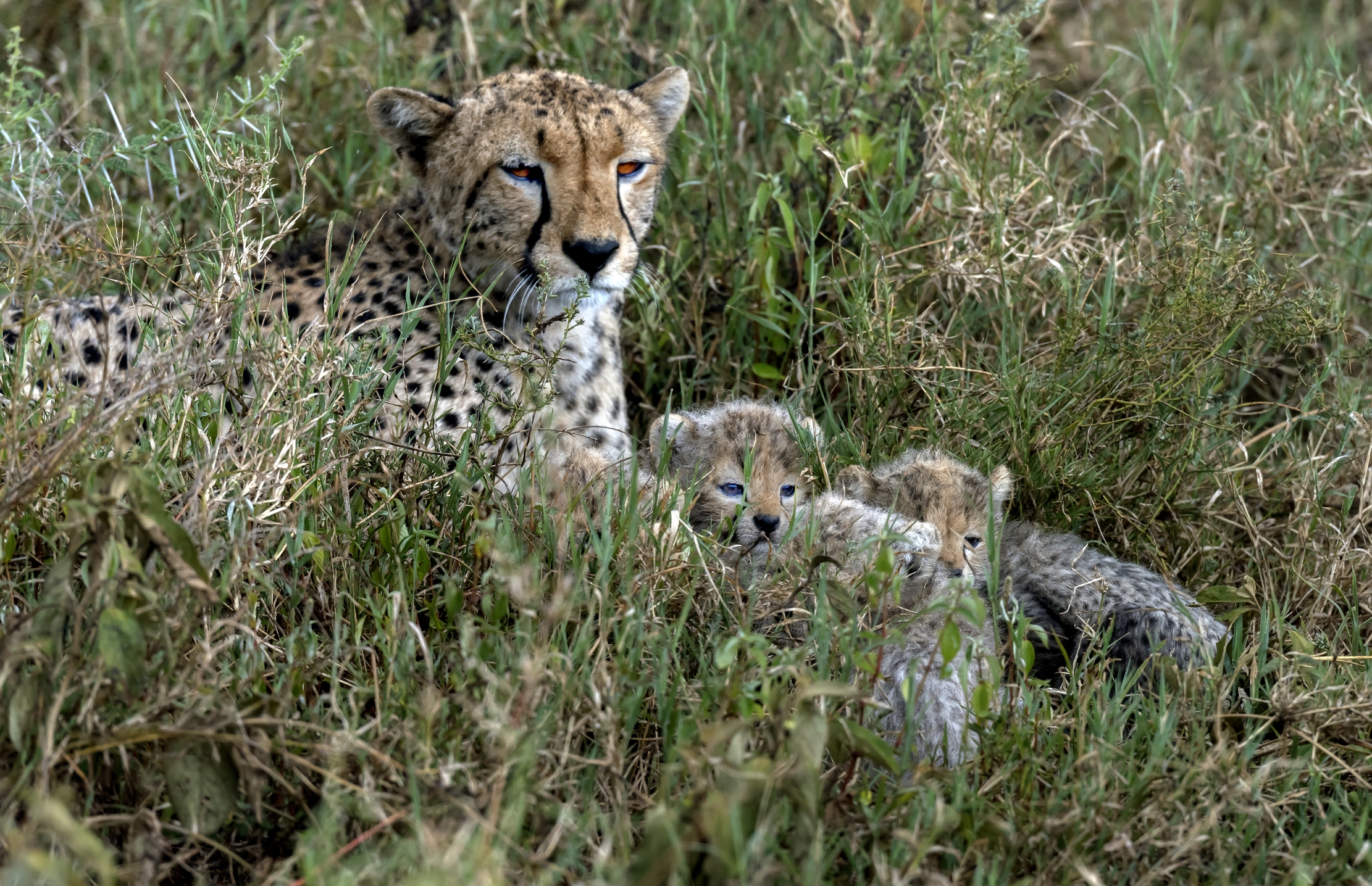 Tanzania 2016 - Nella savana
