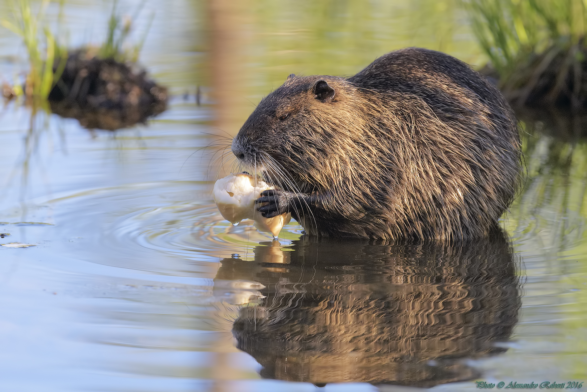 Nutria reflected