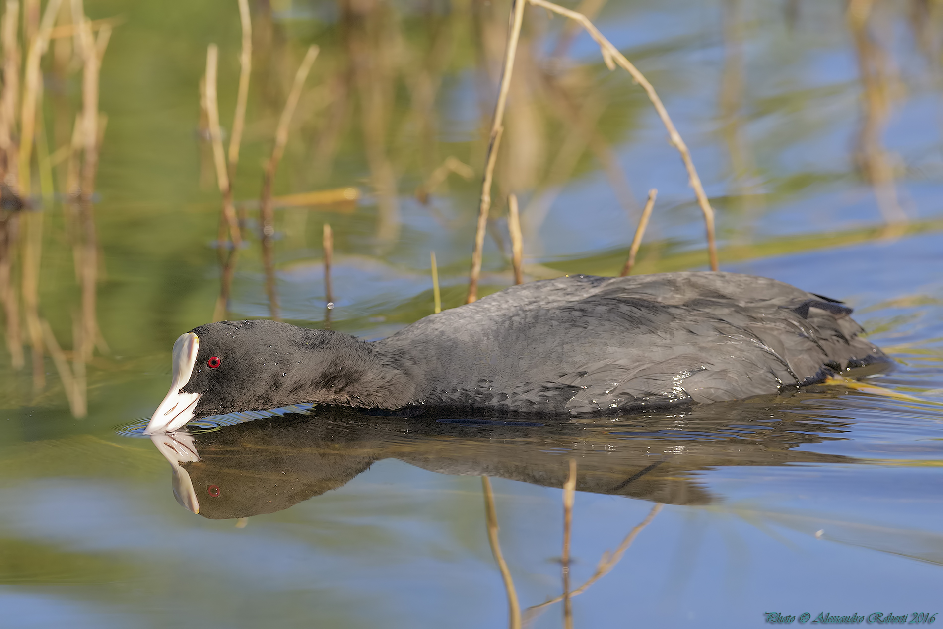 coot reflected