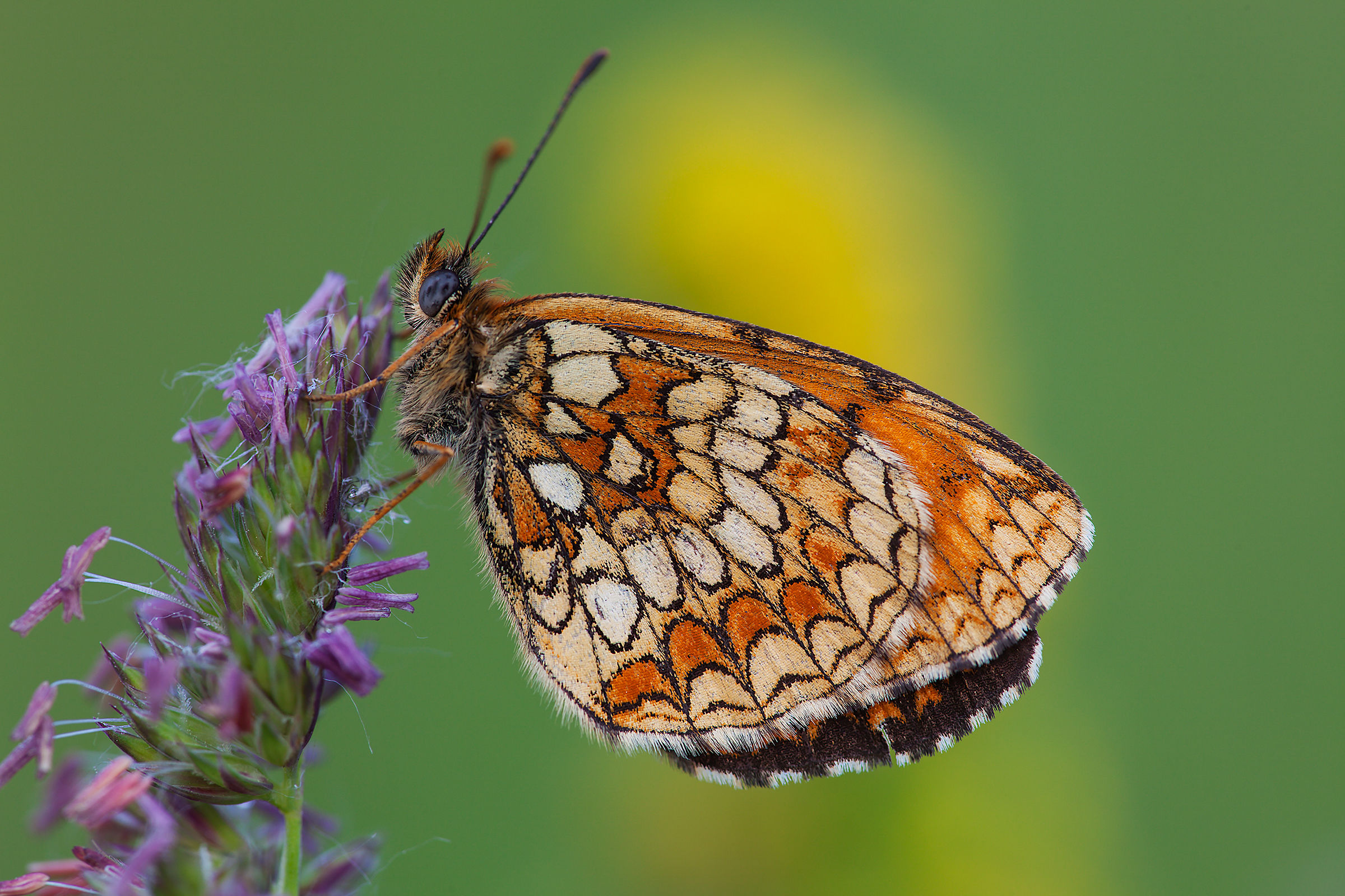 Melitaea didyma