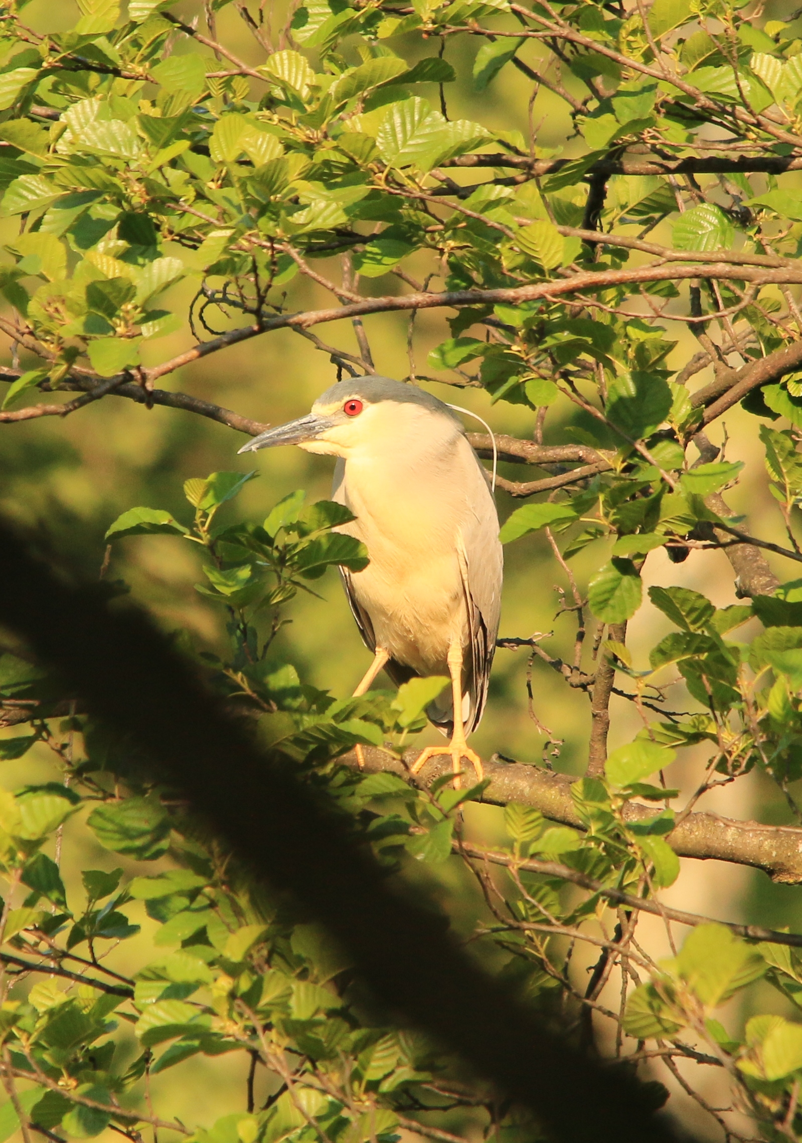 Night Heron