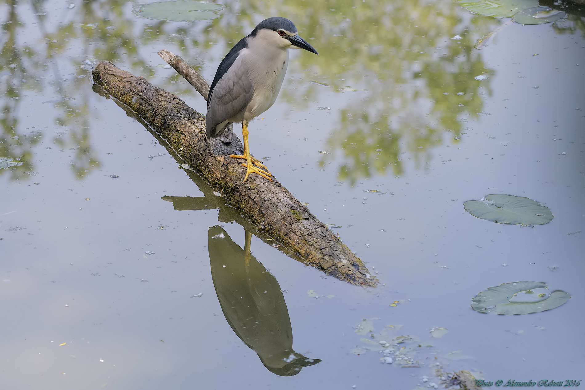 Night Heron reflected