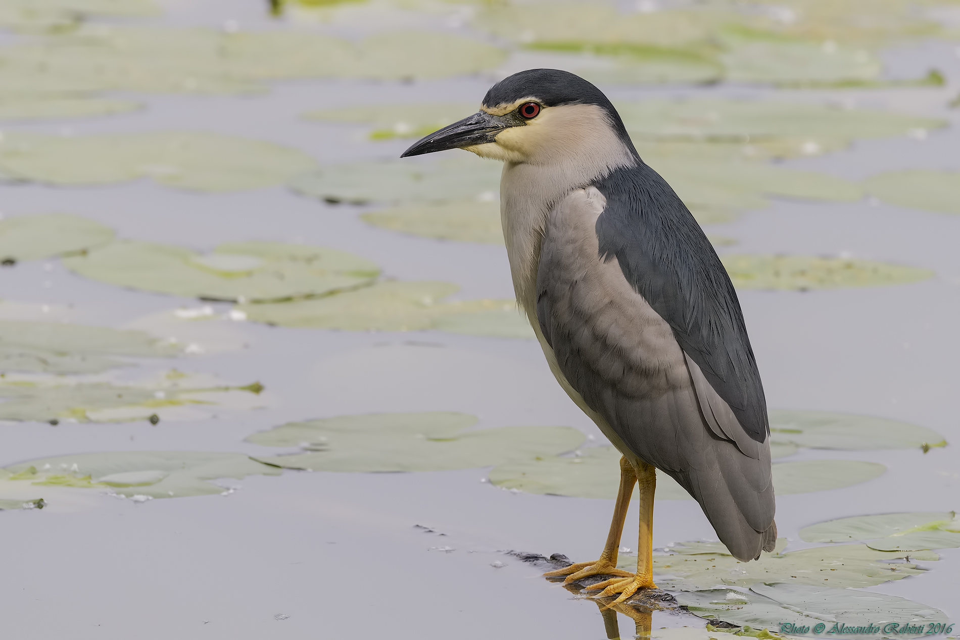 Night Heron