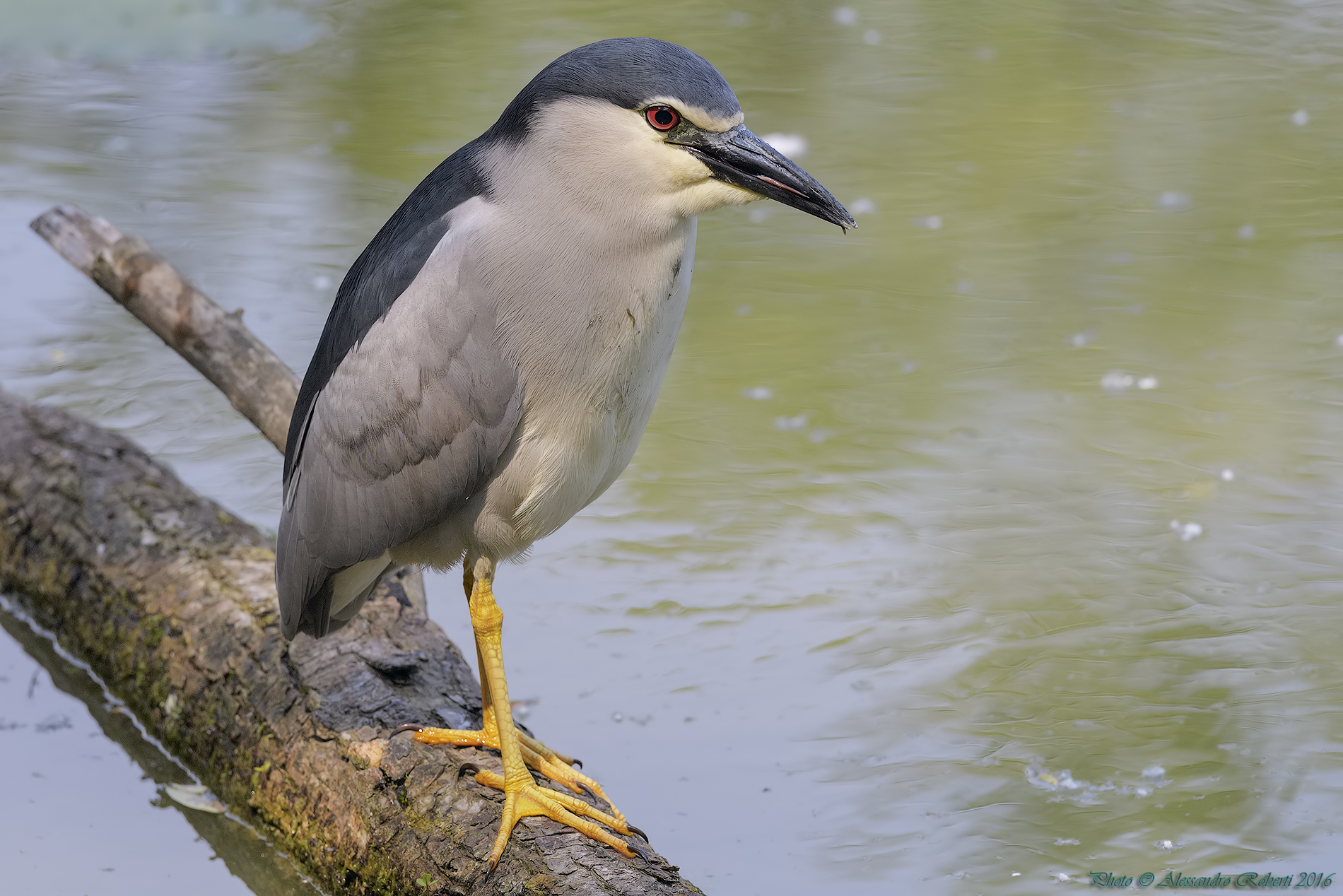 Night Heron