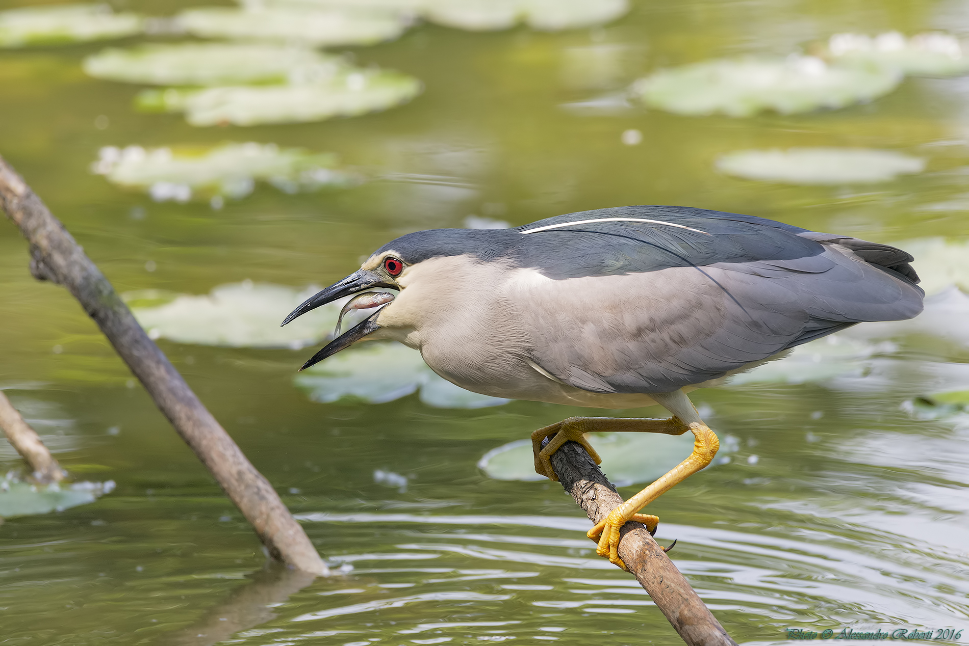 Night Heron