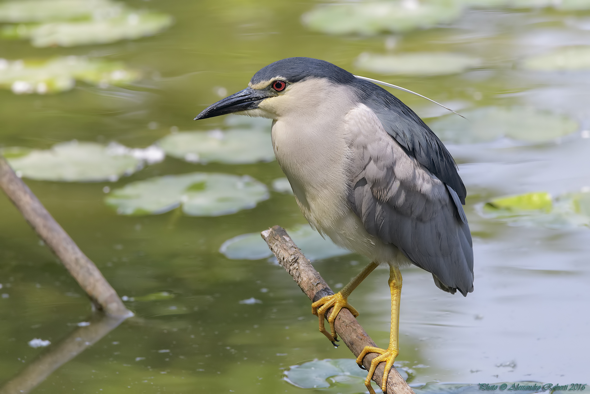 Night Heron