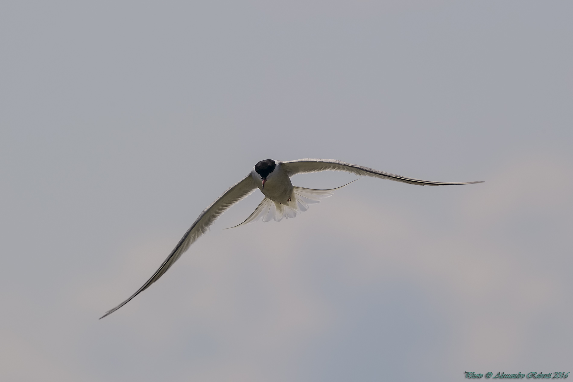 Tern