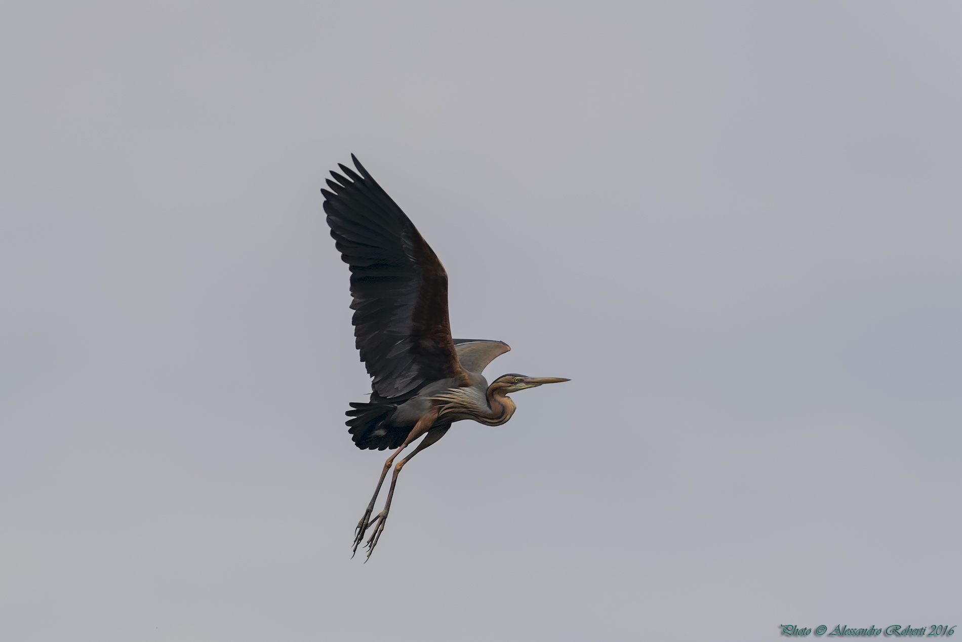 Purple Heron in flight