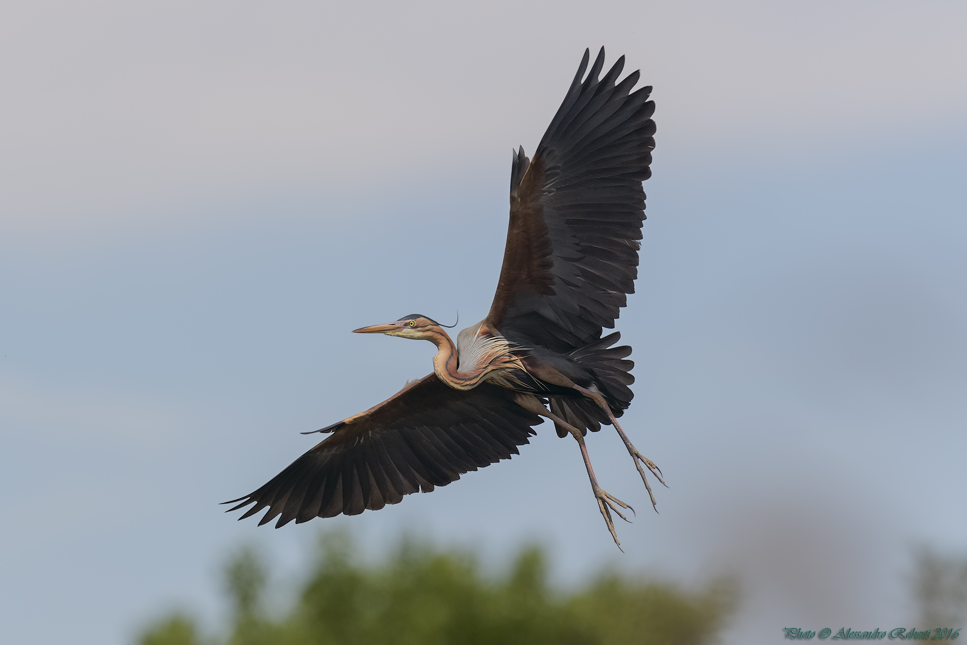 Purple Heron in flight