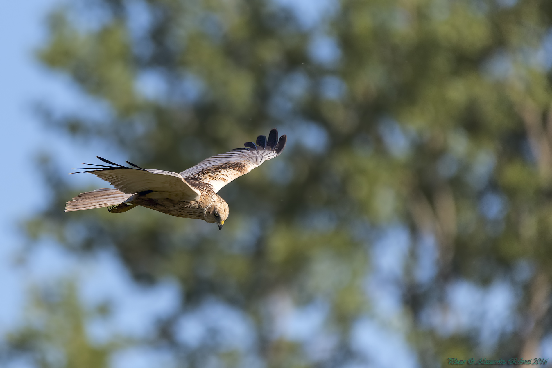Marsh harrier (Circus aeruginosus)