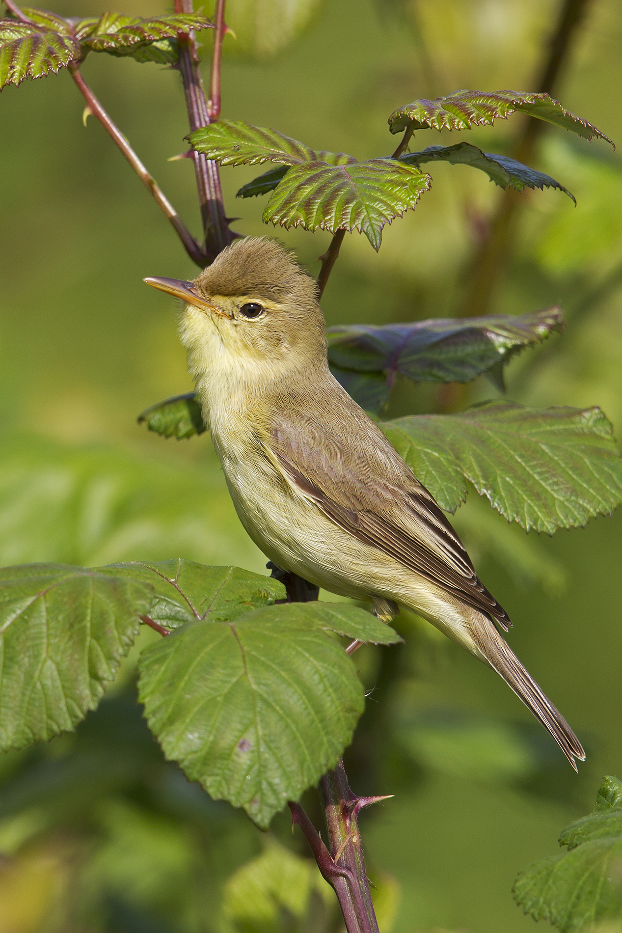 Melodious Warbler