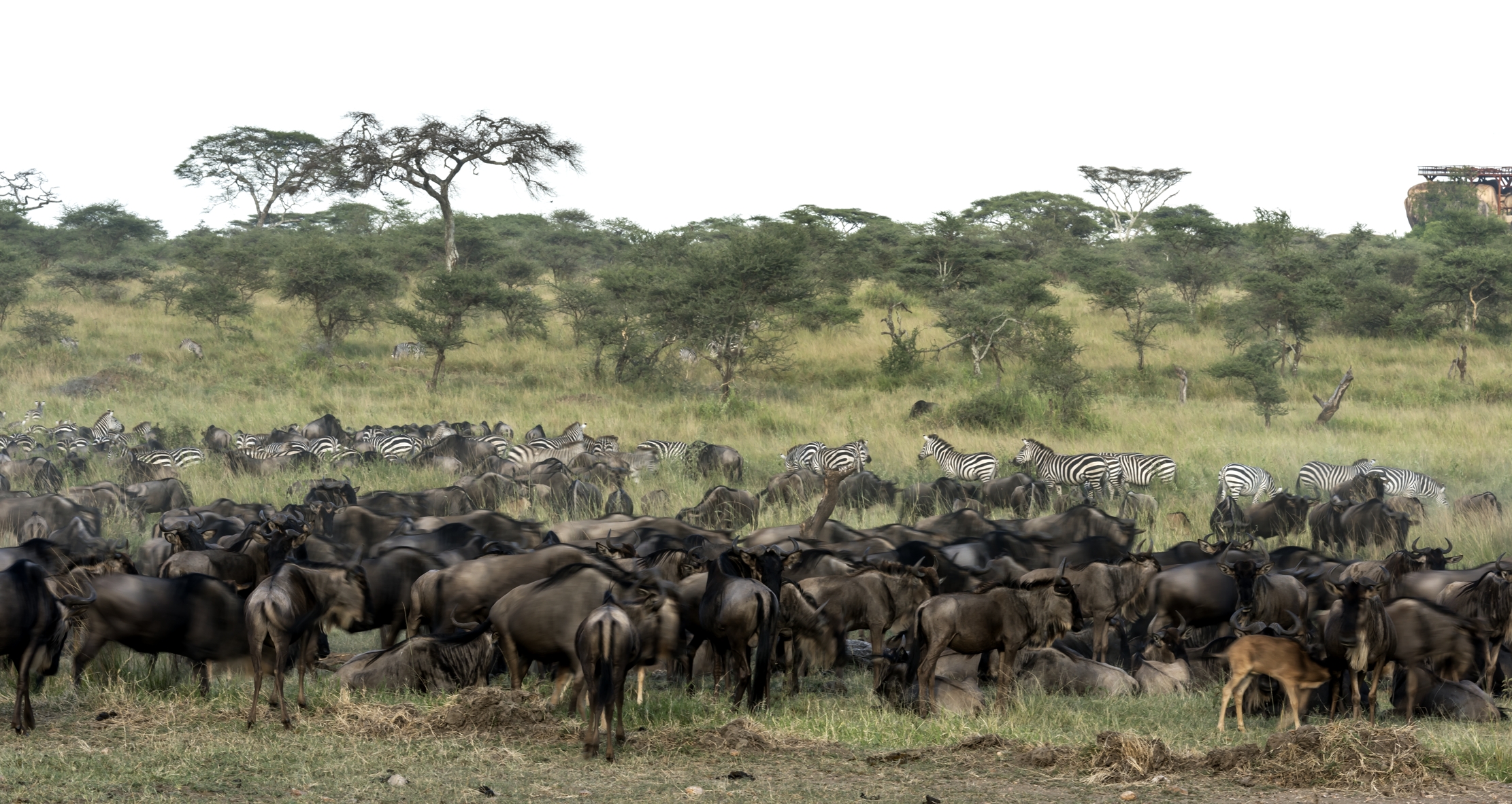 Tanzania 2016 - La grande migrazione
