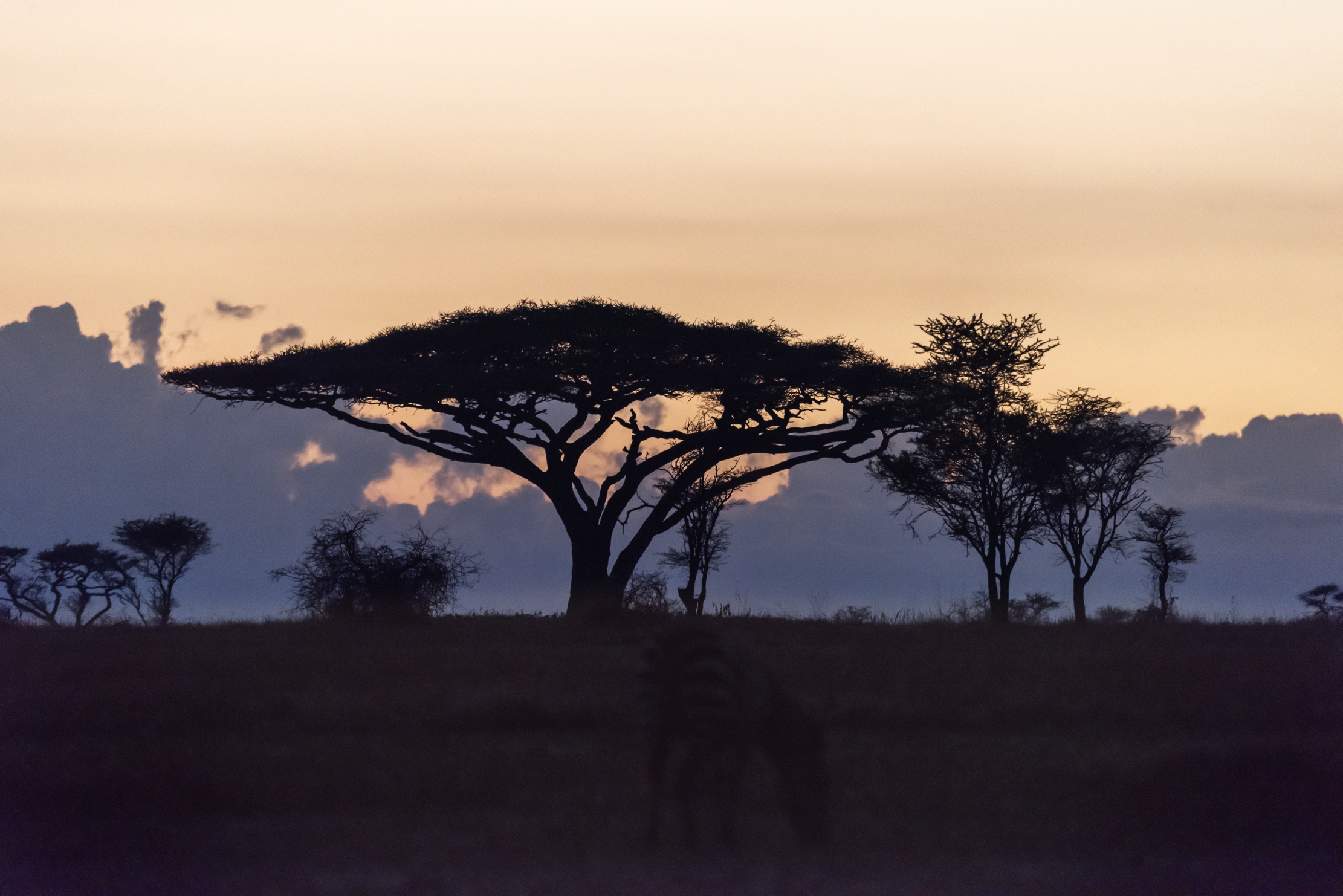 Tanzania 2016 - Alba