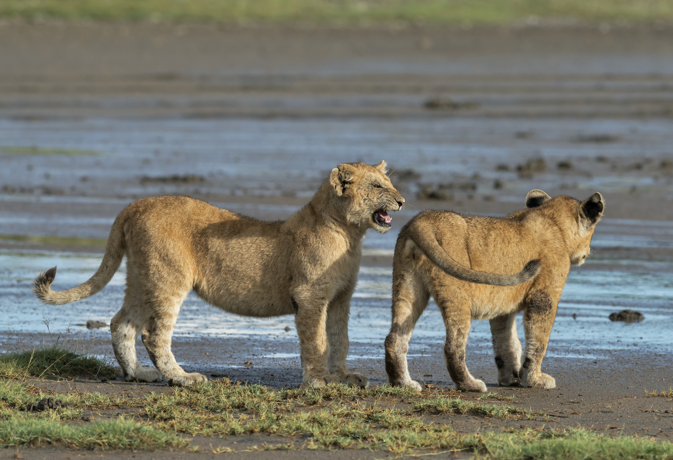 Tanzania 2016 - Cuccioli