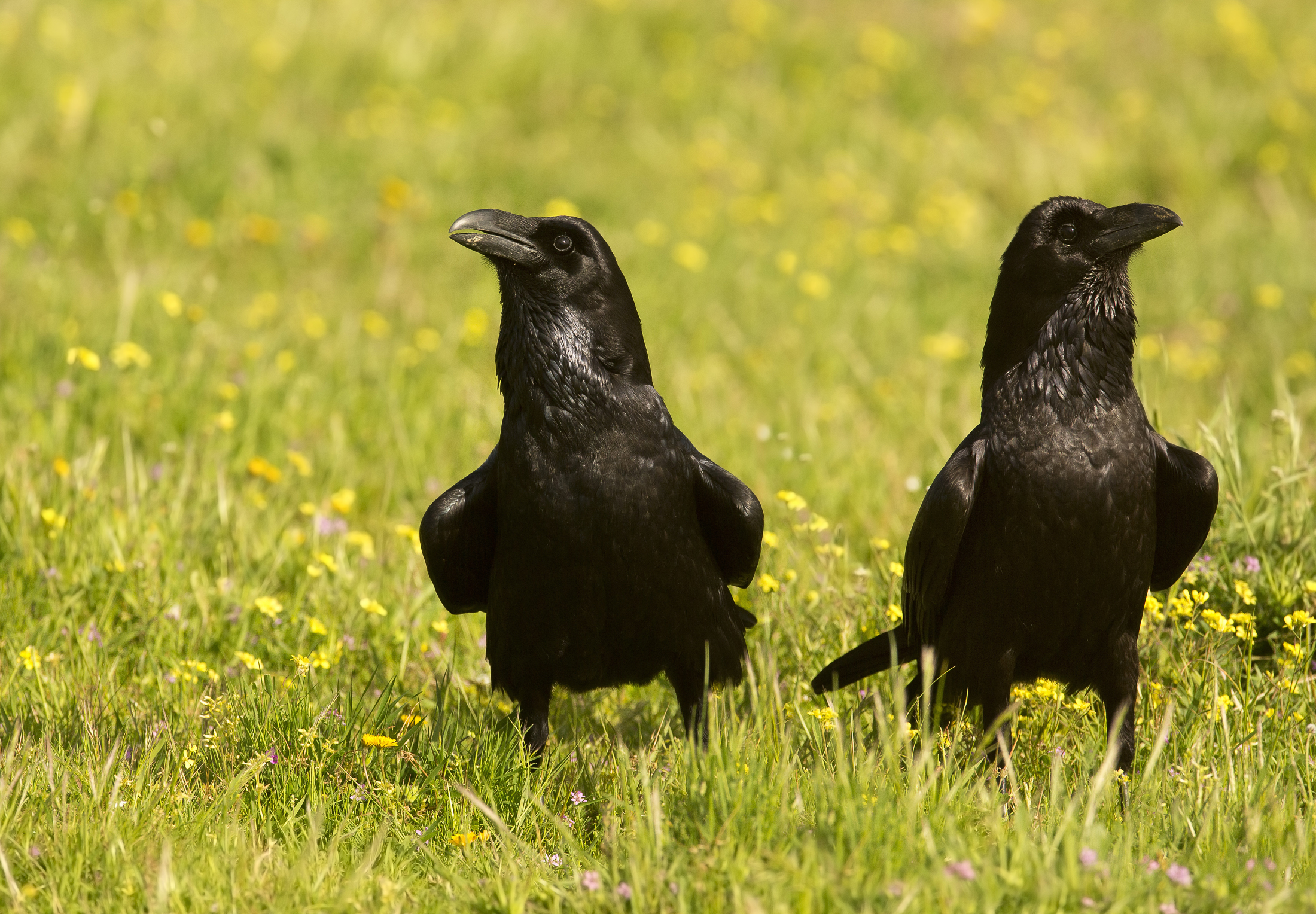 non ti sopporto più