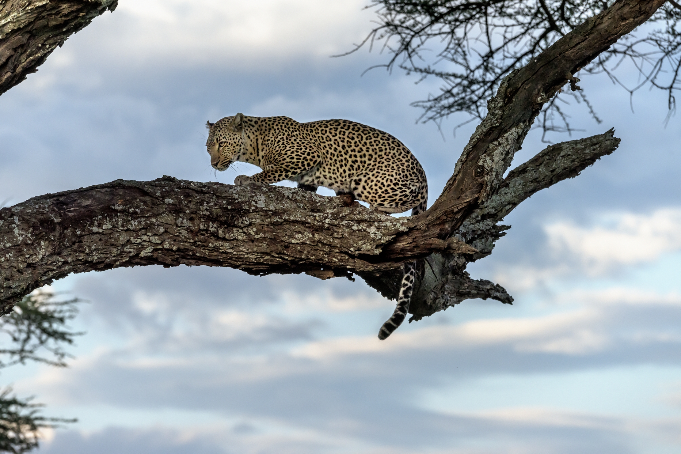 Tanzania 2016 - Leopard