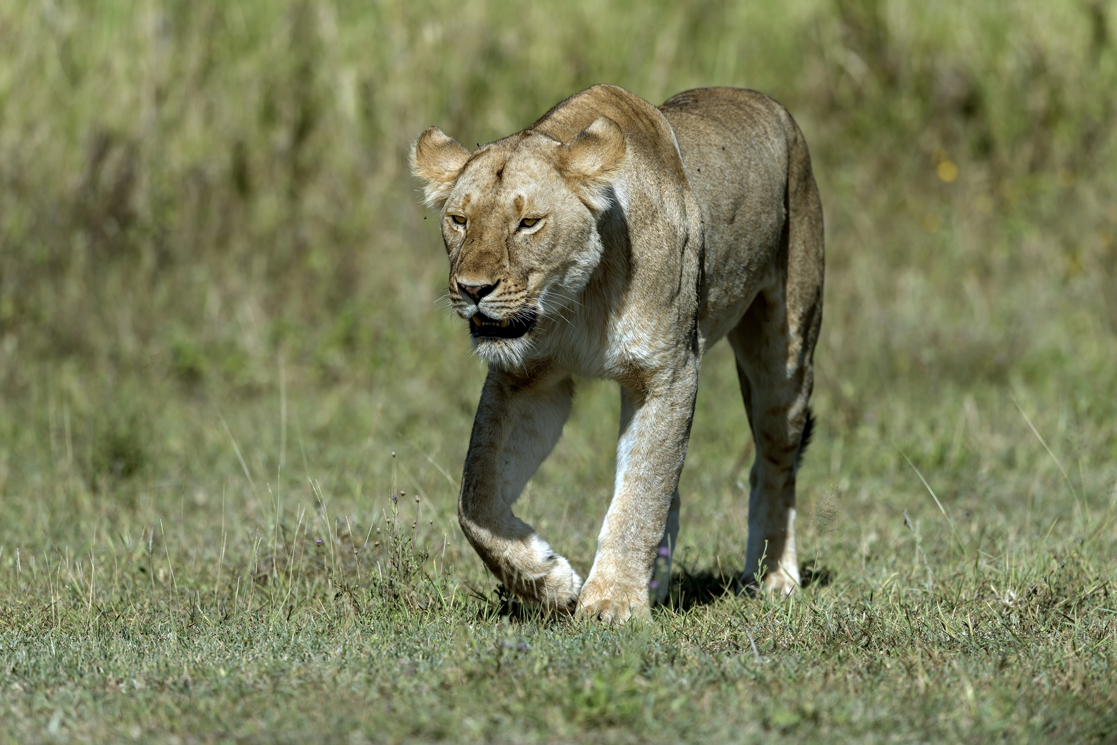 Tanzania 2016 - Leonessa