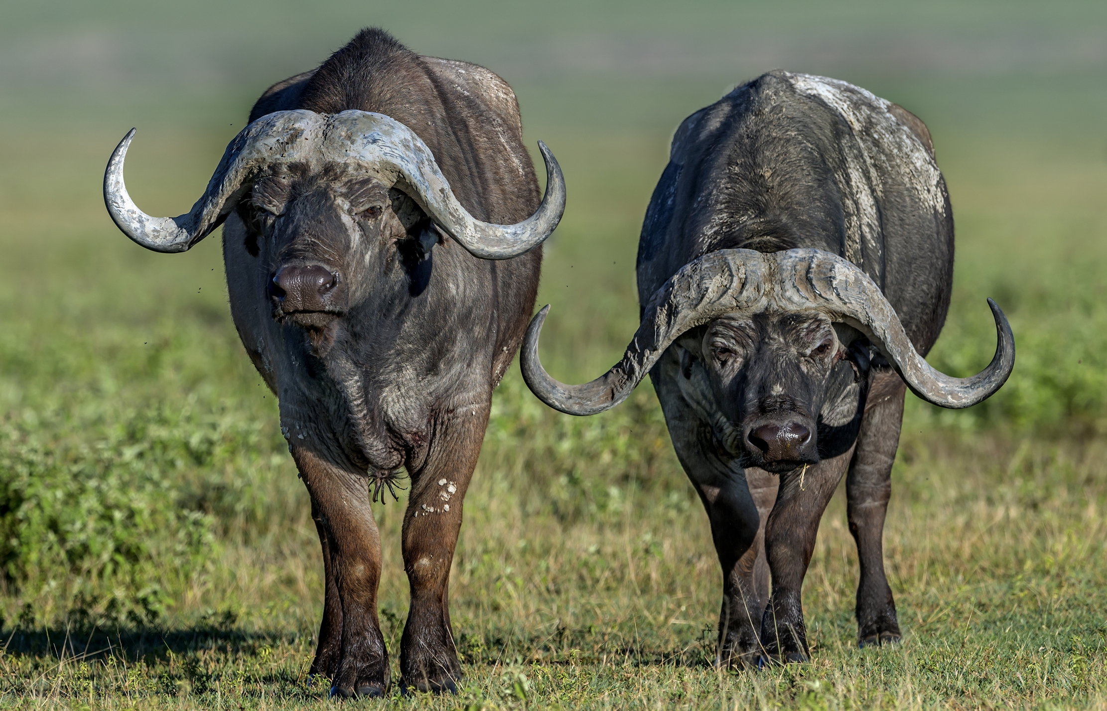 Tanzania 2016 - Bufali