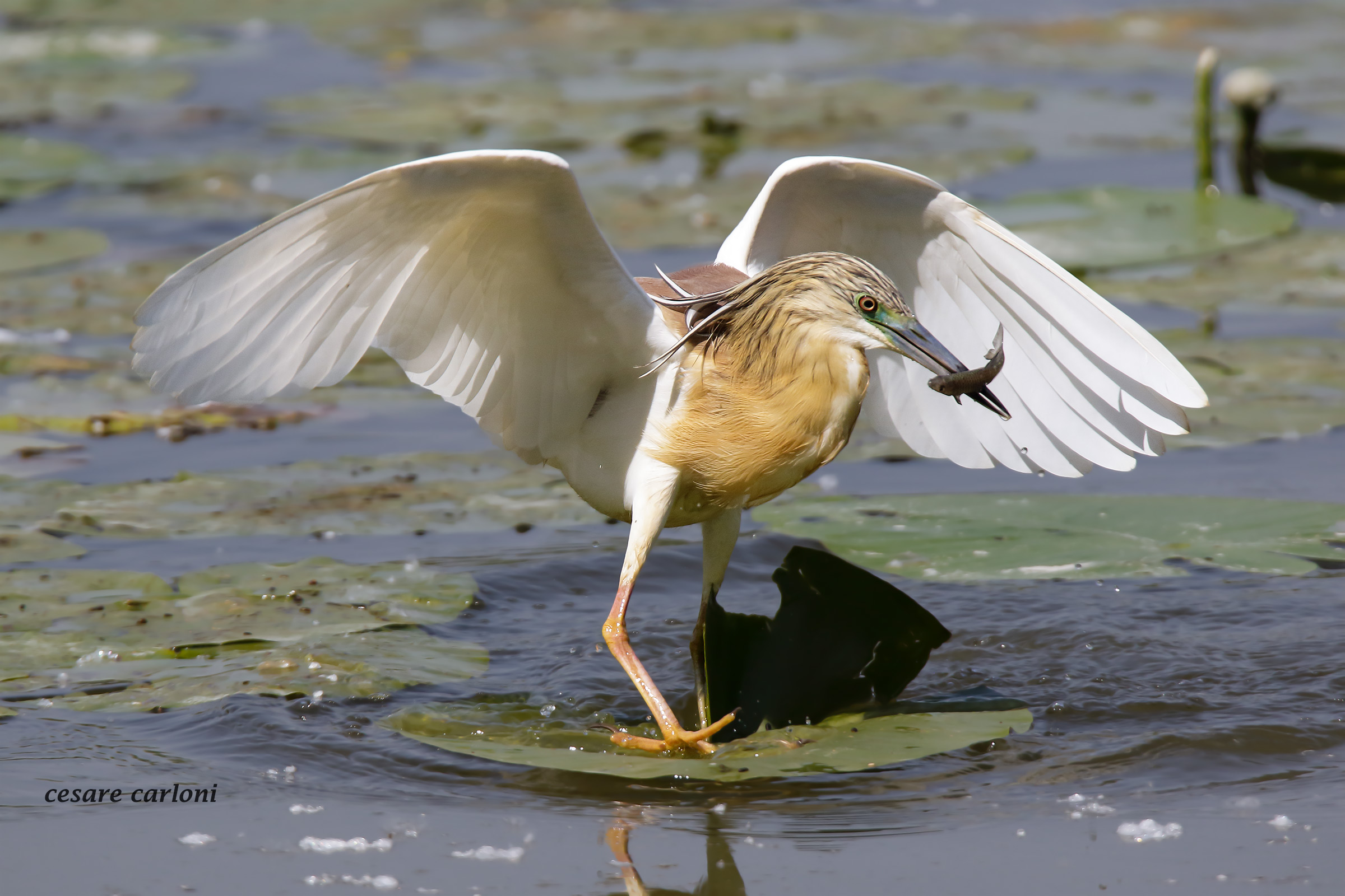 Sgarza ciuffetto (ardeola ralloides)