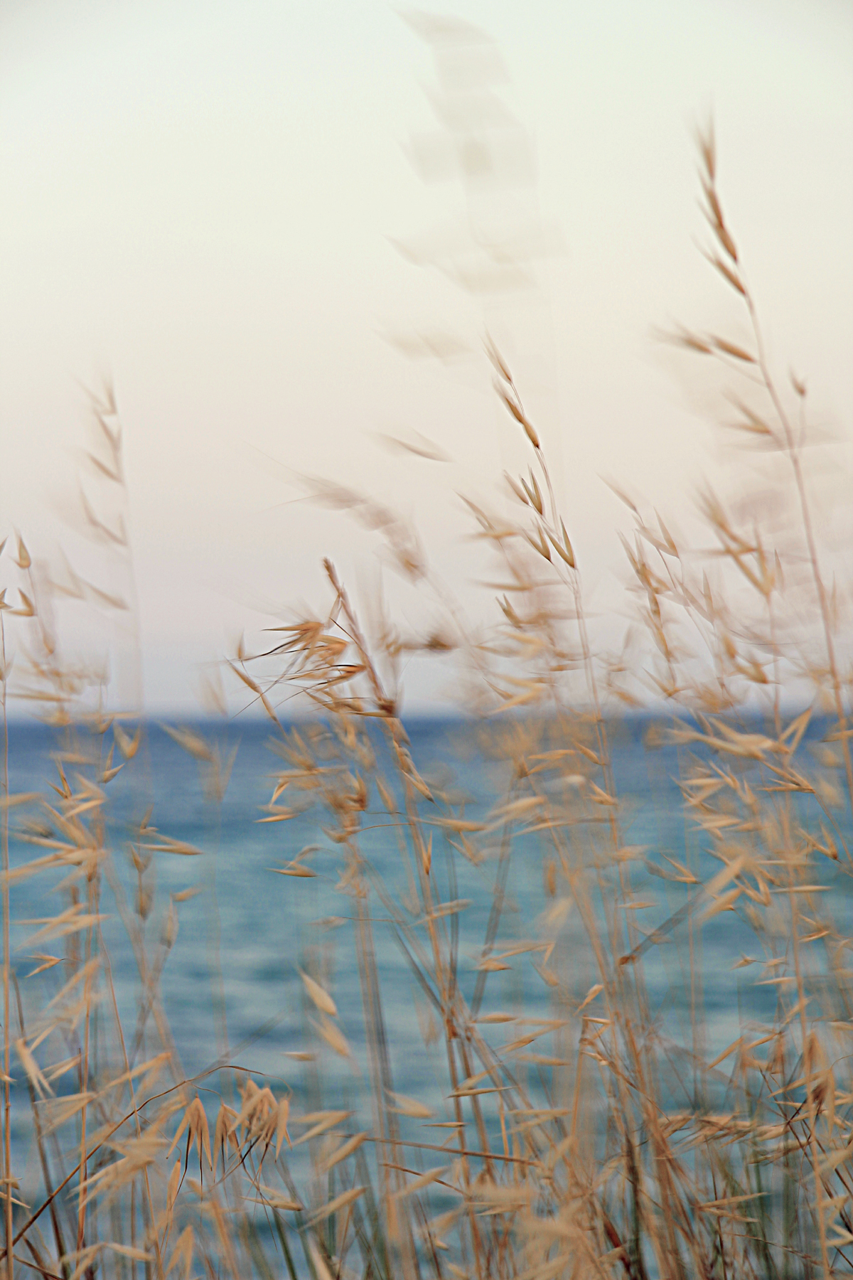 il mare attraverso le spighe