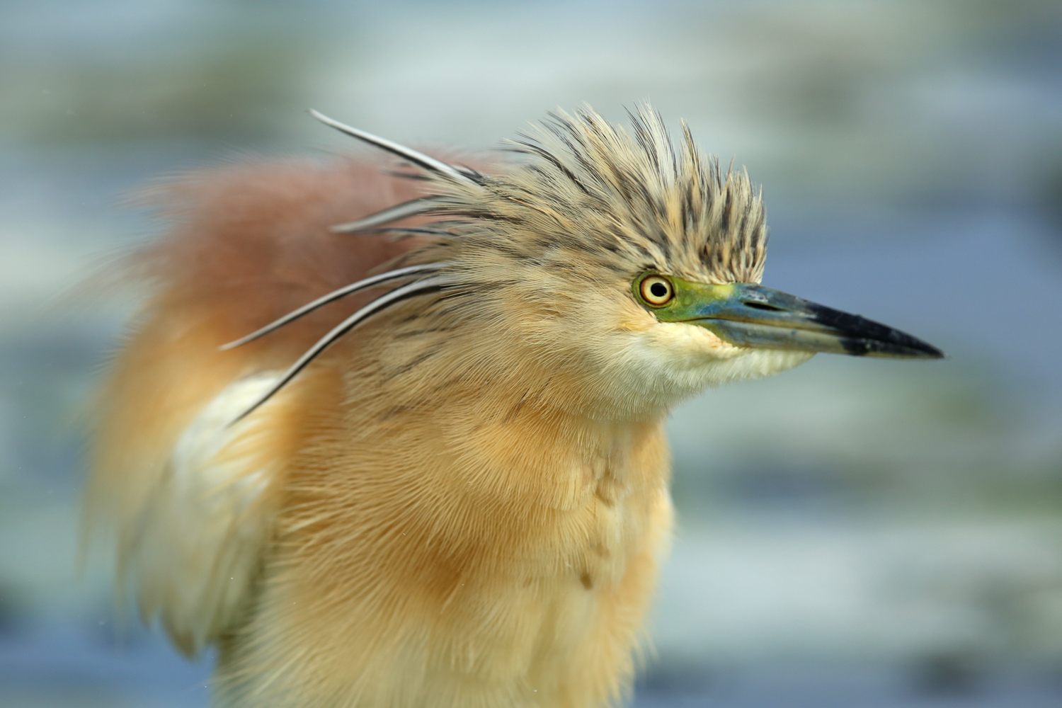 I saw you ...... you are behind the network! squacco