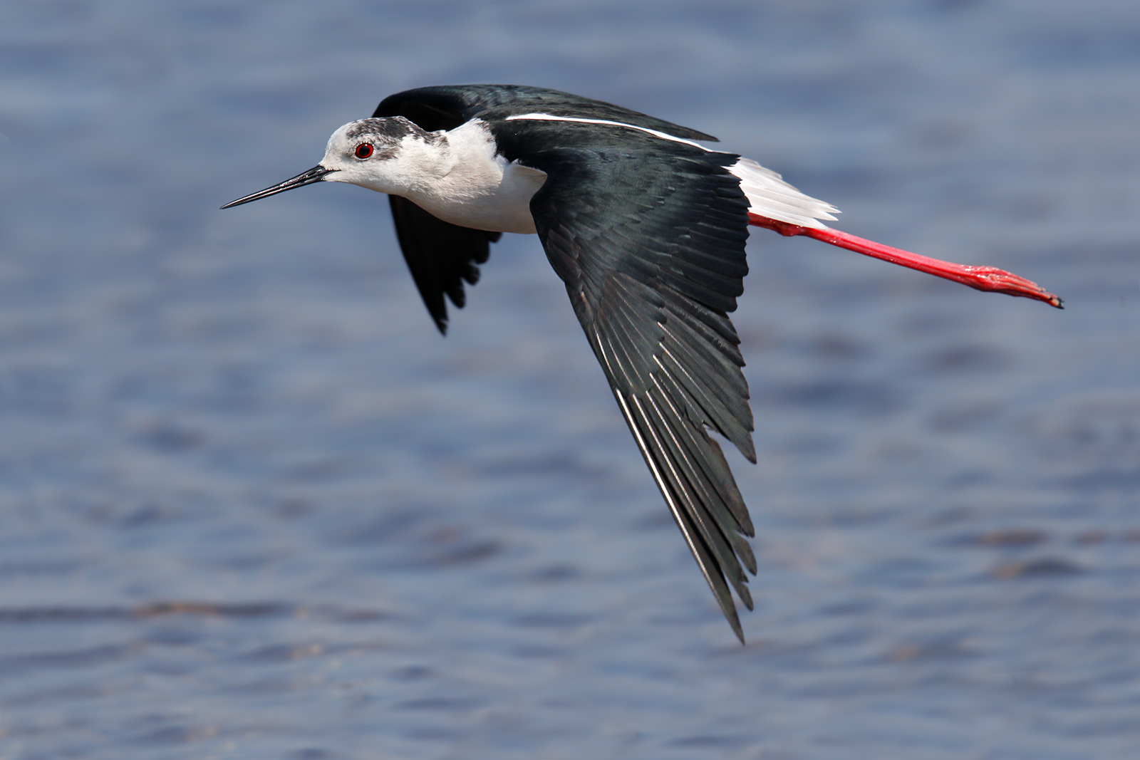 Knight of Italy in flight