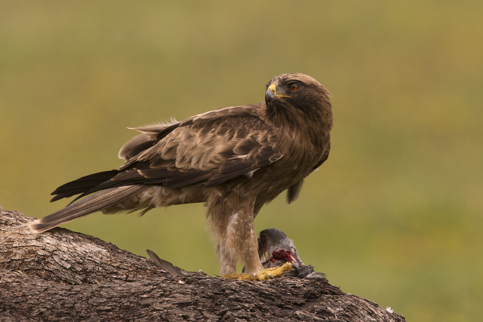Booted Eagle (Aquila pennata)