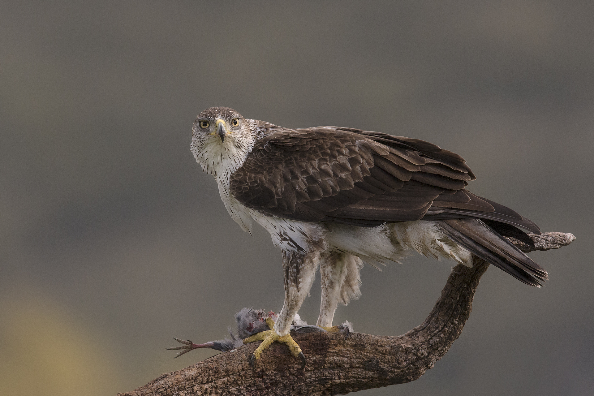 Male Bonelli's eagle (Aquila fasciata)