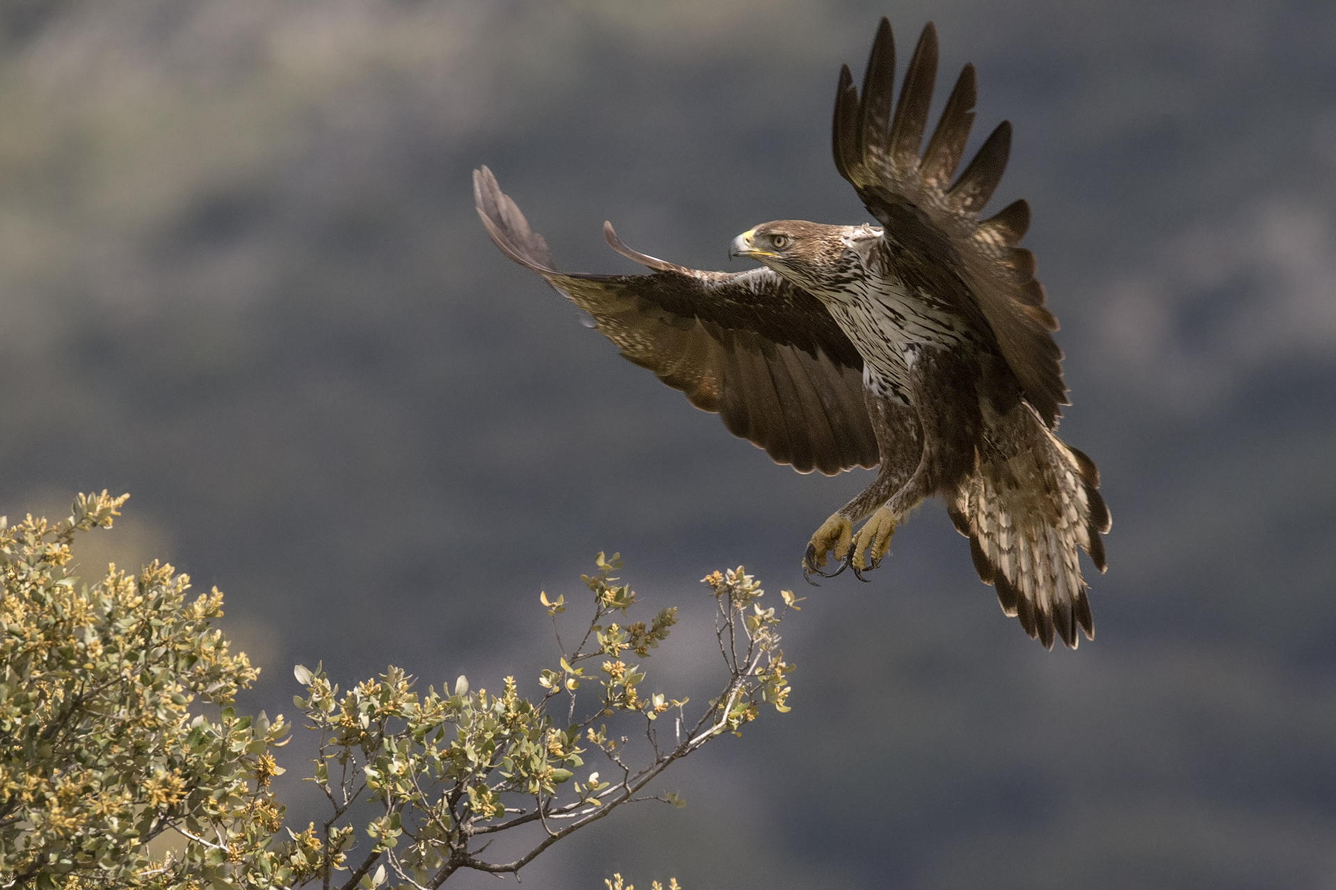 Aquila del bonelli femmina (Aquila fasciata)
