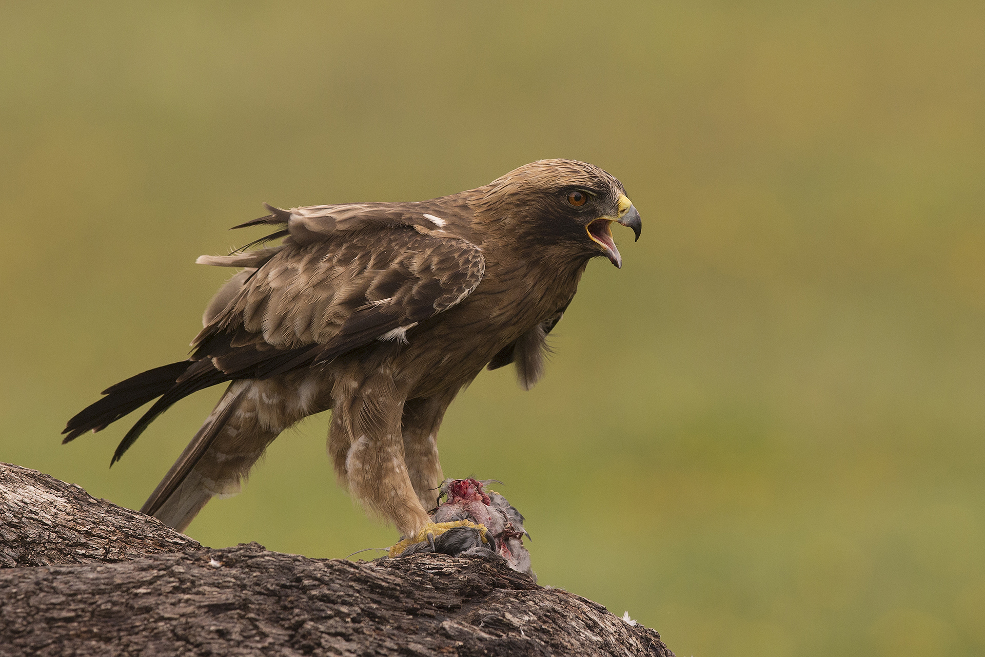 Booted Eagle (Aquila pennata)