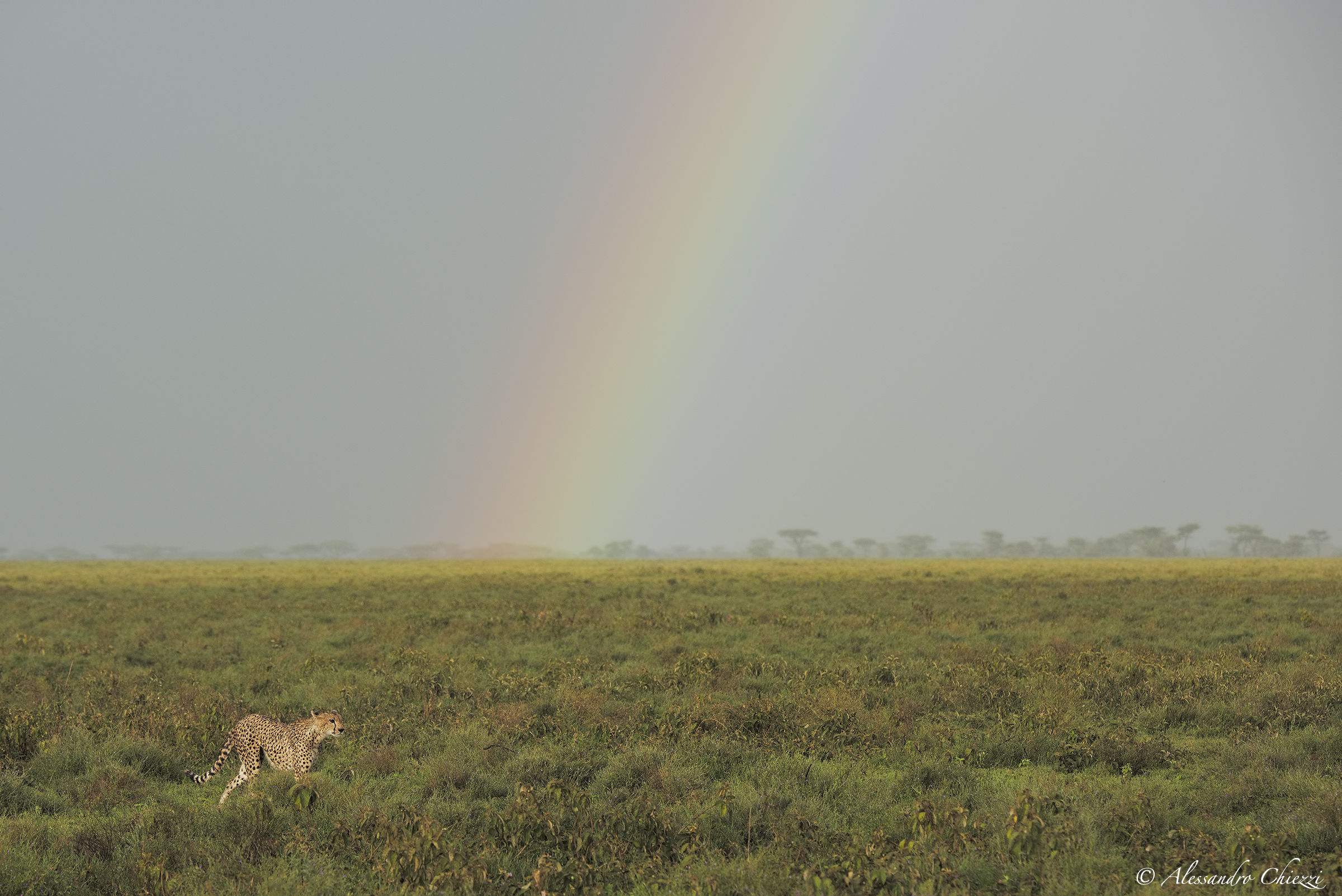 Hunting with the rainbow