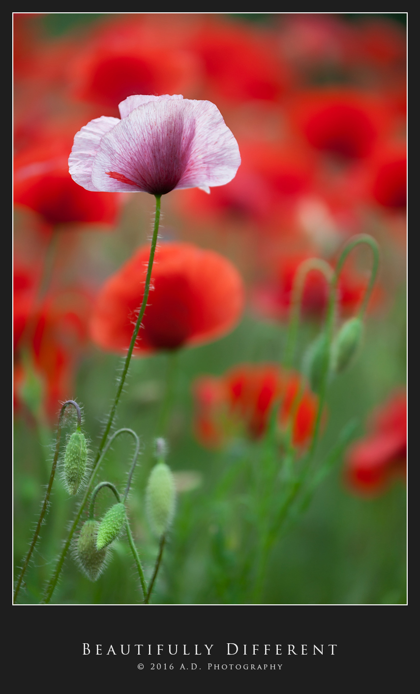 Beautifully Different